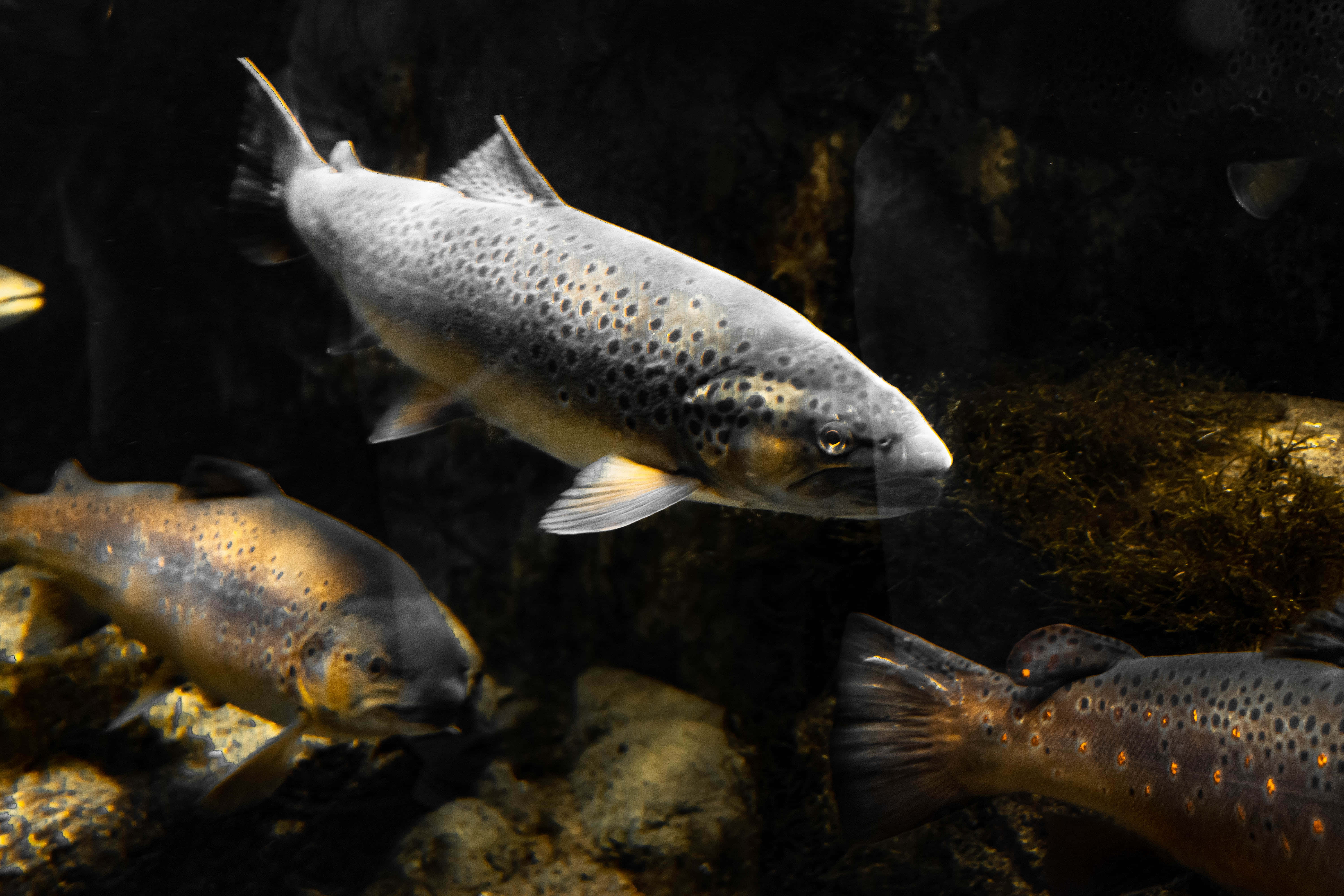 Fish Scale, trout, spotted trout, 5K Desktop Wallpaper