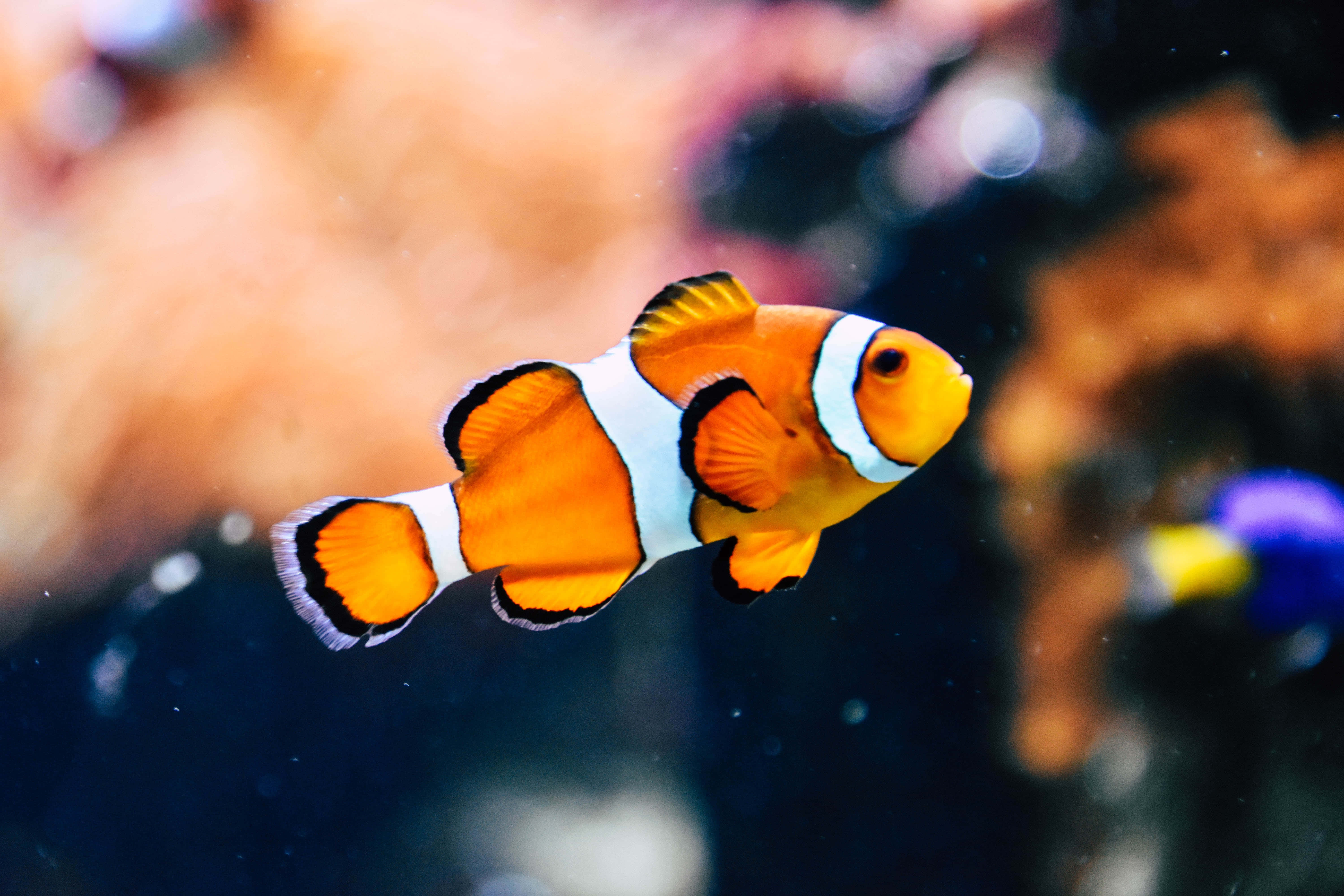 fish scale 6000 x 4000, clownfish, white stripes, 5K Desktop Wallpaper