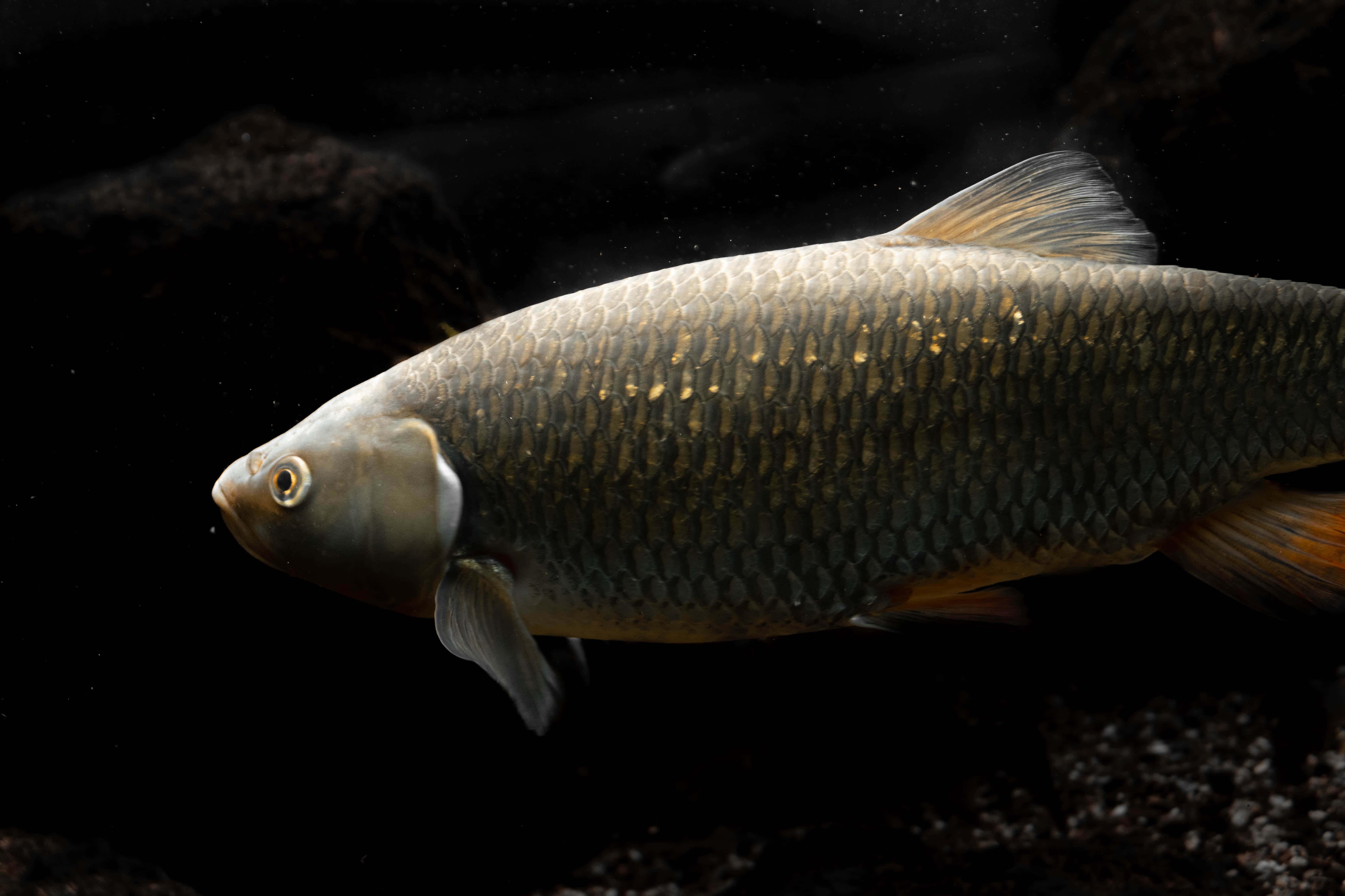 Fish Scale, silver fish, golden scales, 5K Desktop Wallpaper