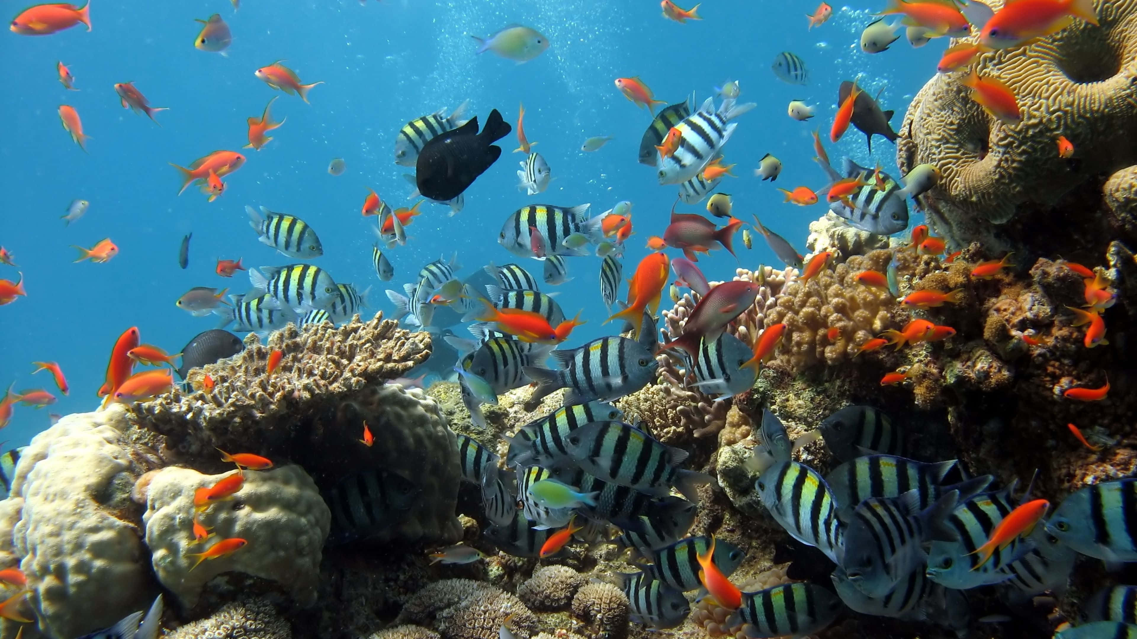 4k fish, tropical fish, colorful coral formations, 4K Desktop Wallpaper
