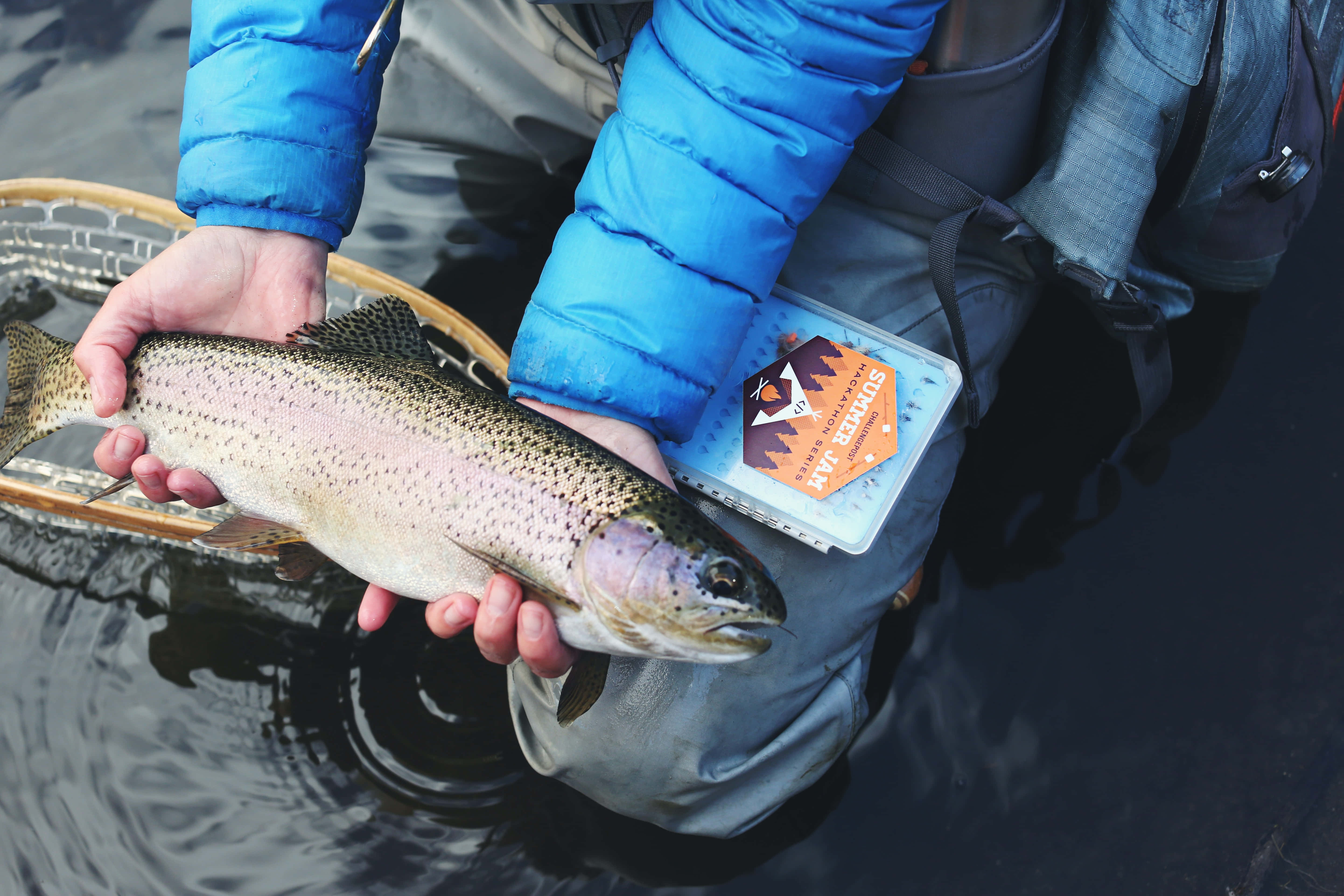 fish scale, 5760 x 3840, rainbow trout, 5K Desktop Wallpaper
