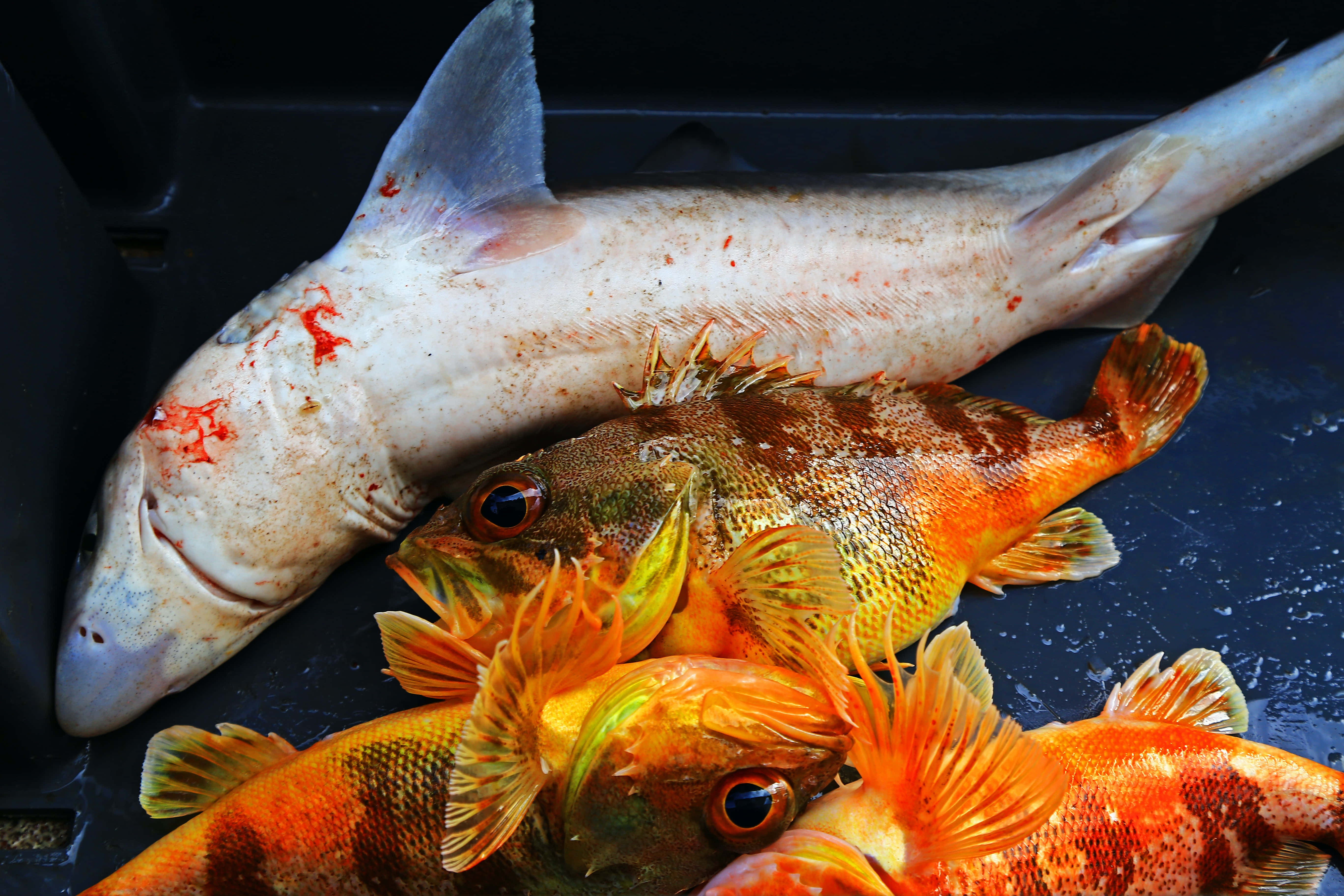 Fish Scale, pale shark, vibrant orange fish, 5K Desktop Wallpaper