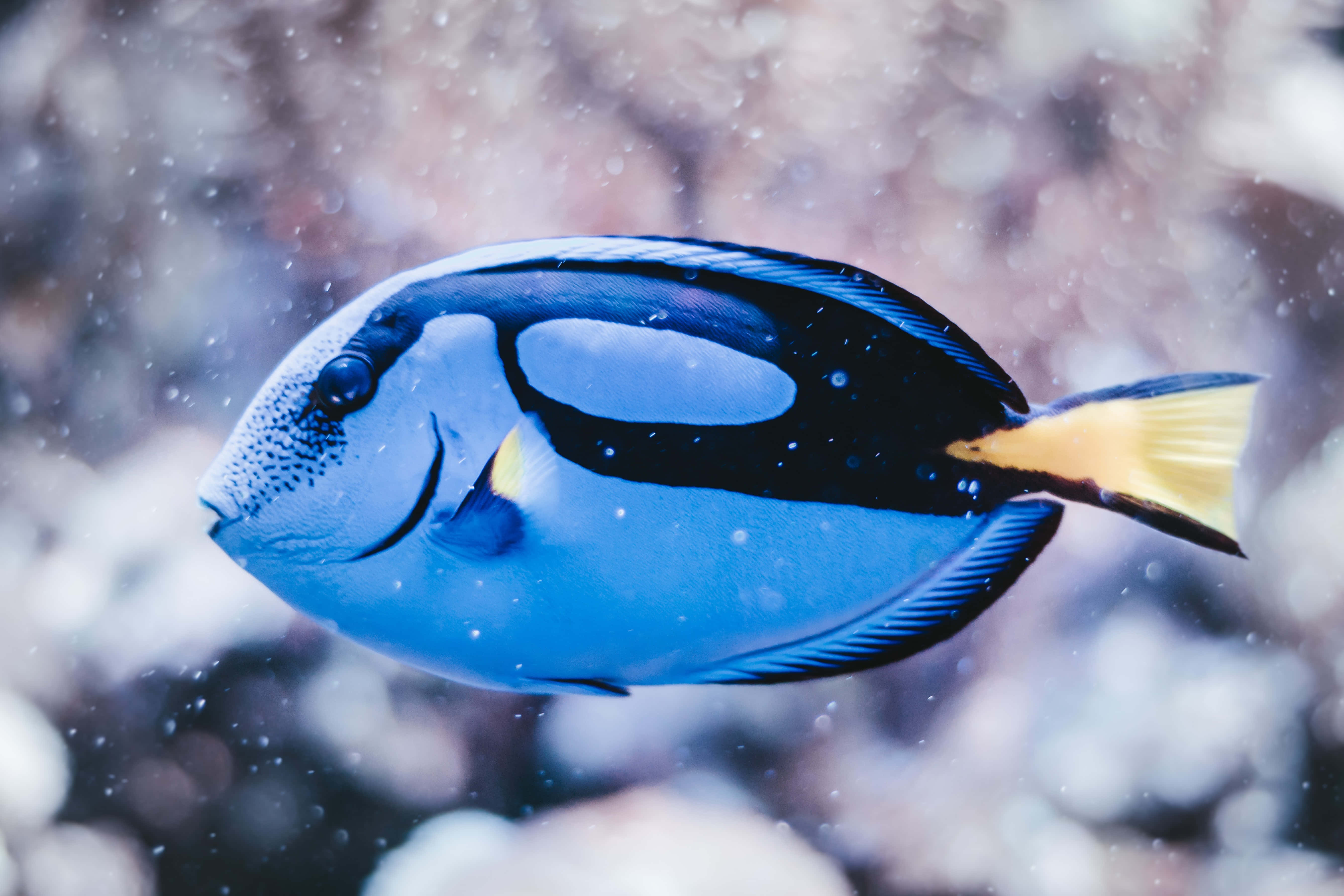 fish scale, surgeonfish, vibrant blue, 5K Desktop Wallpaper