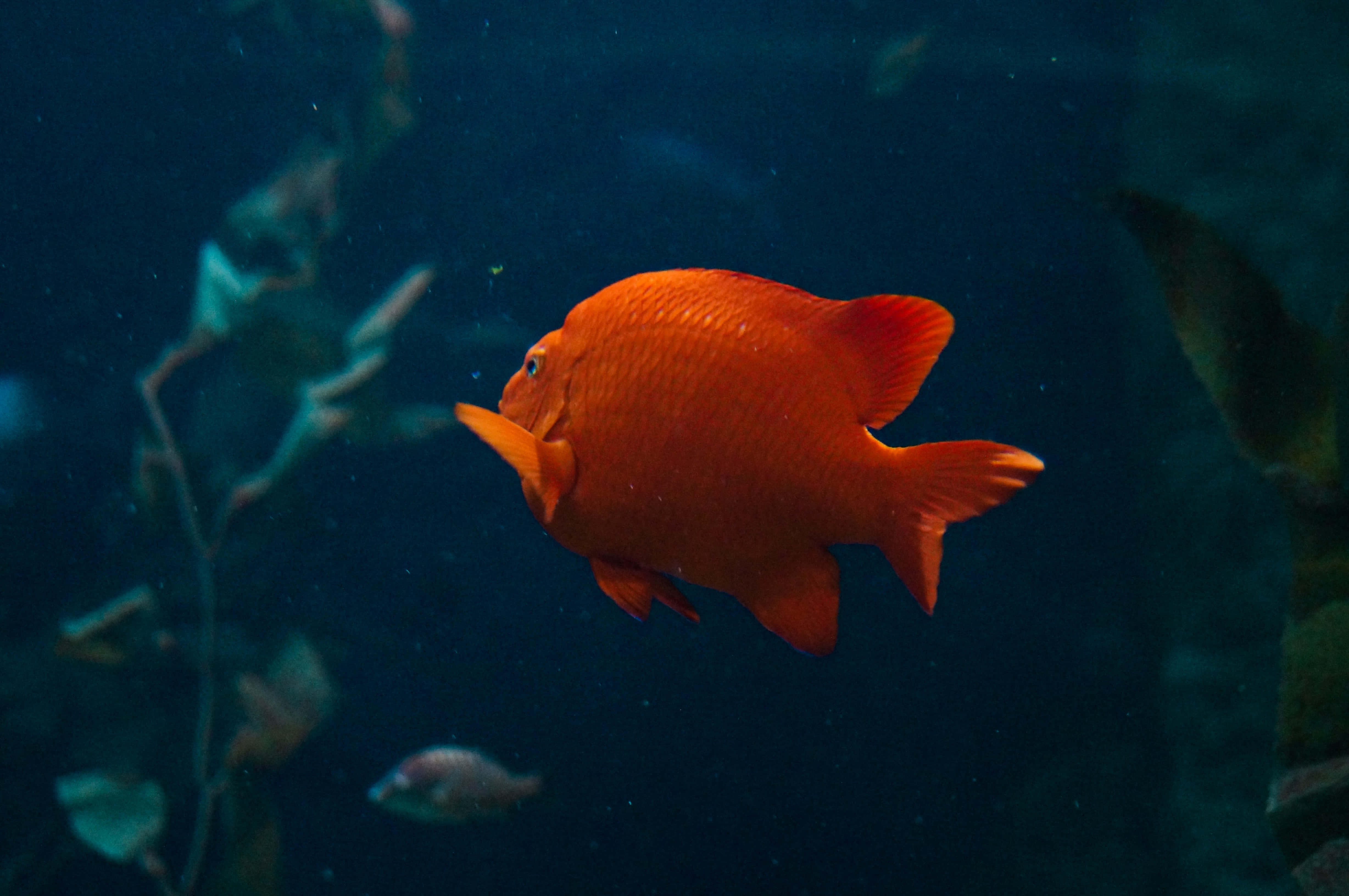 fish scale, orange fish, deep blue water, 4K Desktop Wallpaper