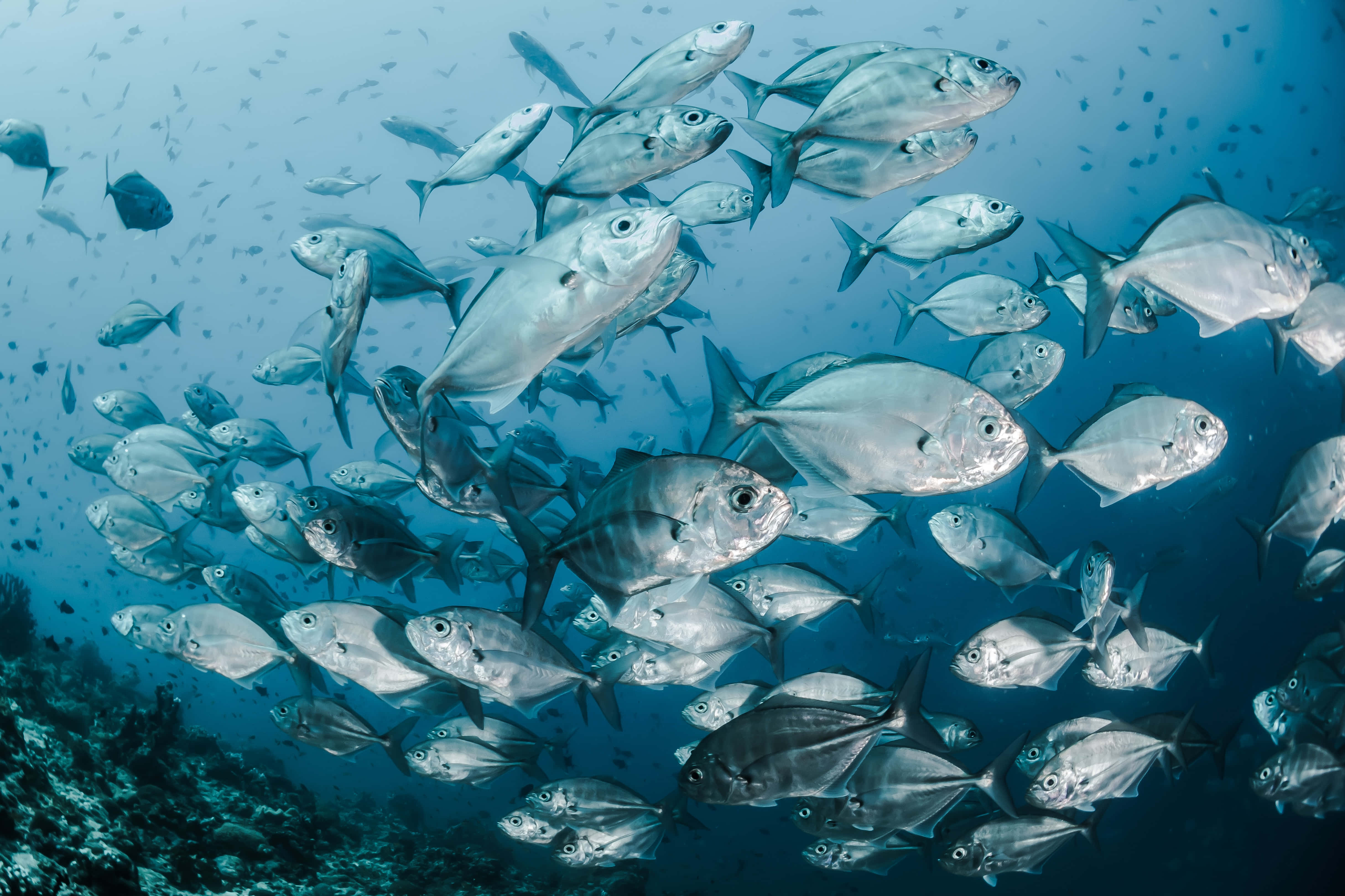 Fish Scale, silver fish, clear blue ocean water, 4K Desktop Wallpaper