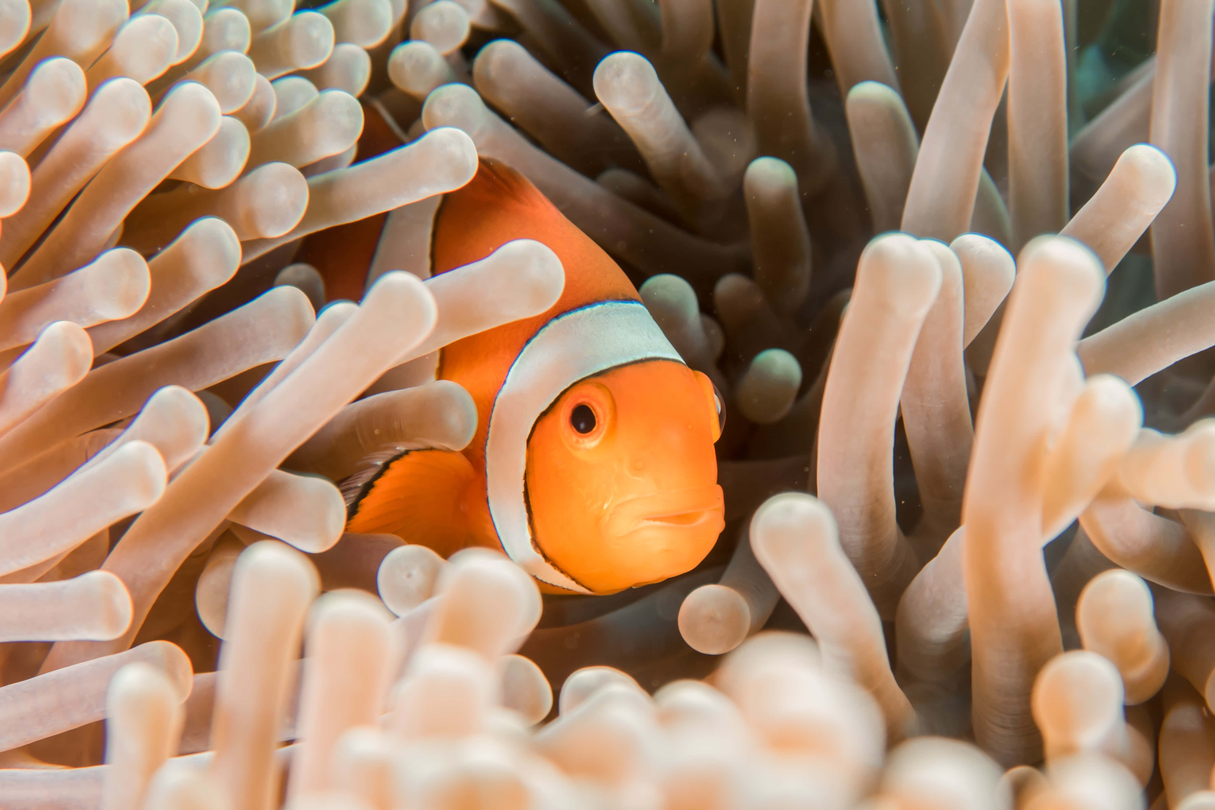 fish scale, orange clownfish, white stripes, 4K Desktop Wallpaper
