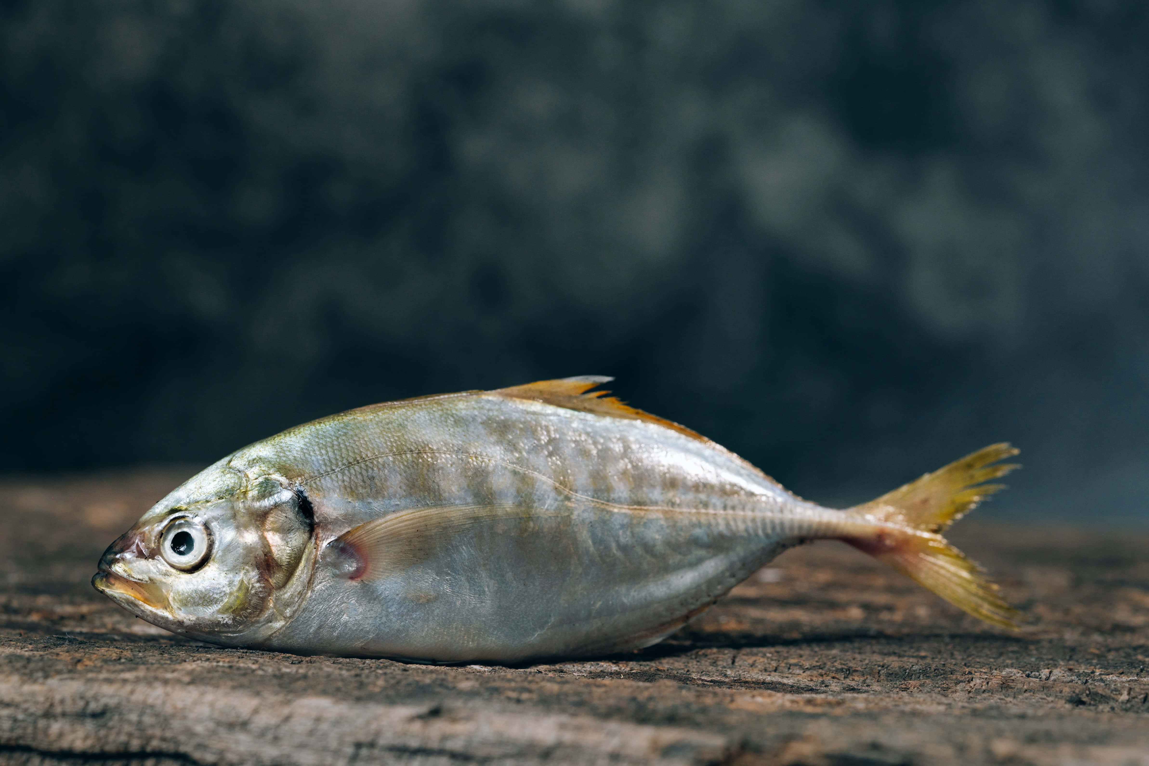 Fish Scale, 4771 x 3182, silver fish, 4K Desktop Wallpaper
