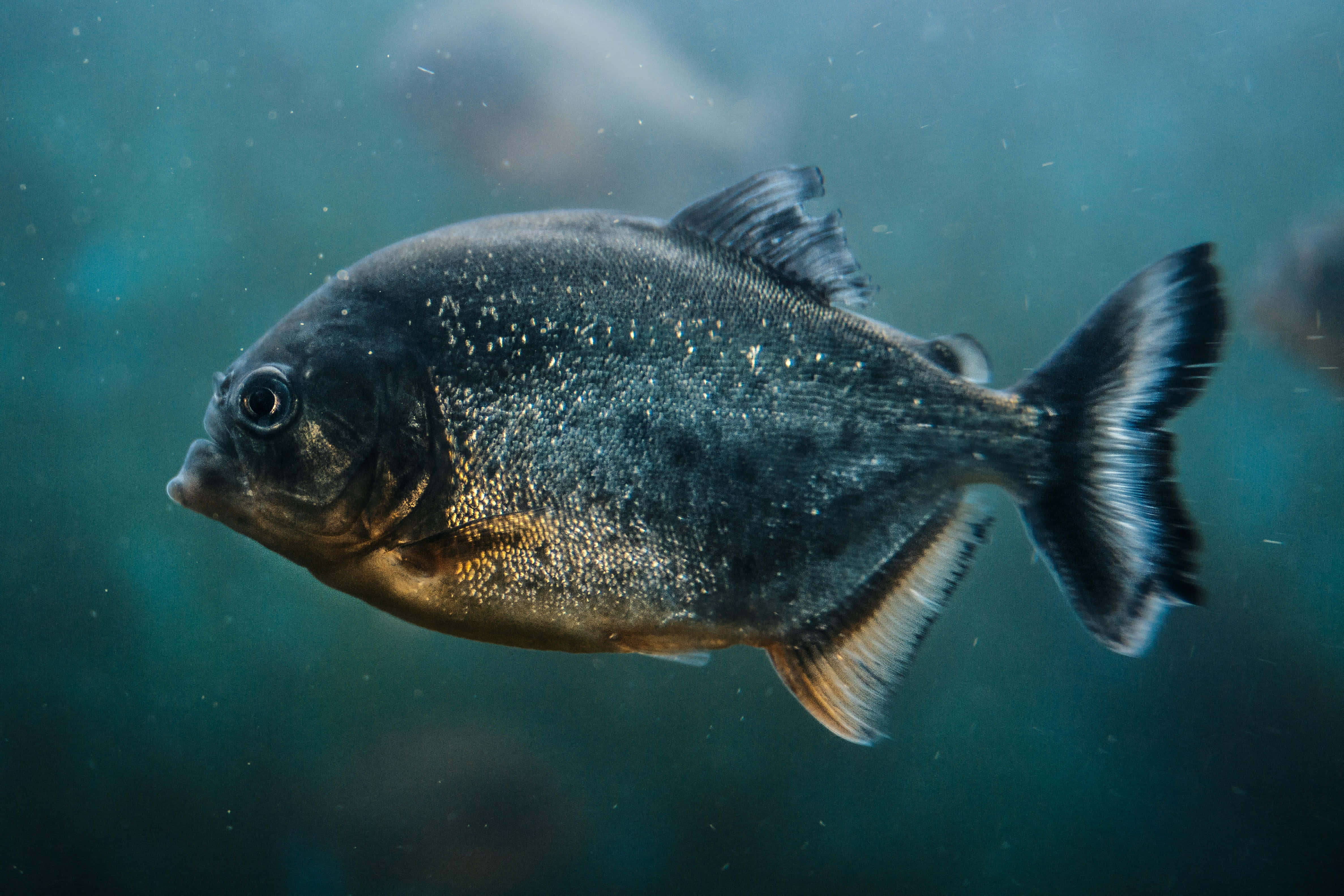 Fish Scale, black piranha, murky blue-green water, 4K Desktop Wallpaper