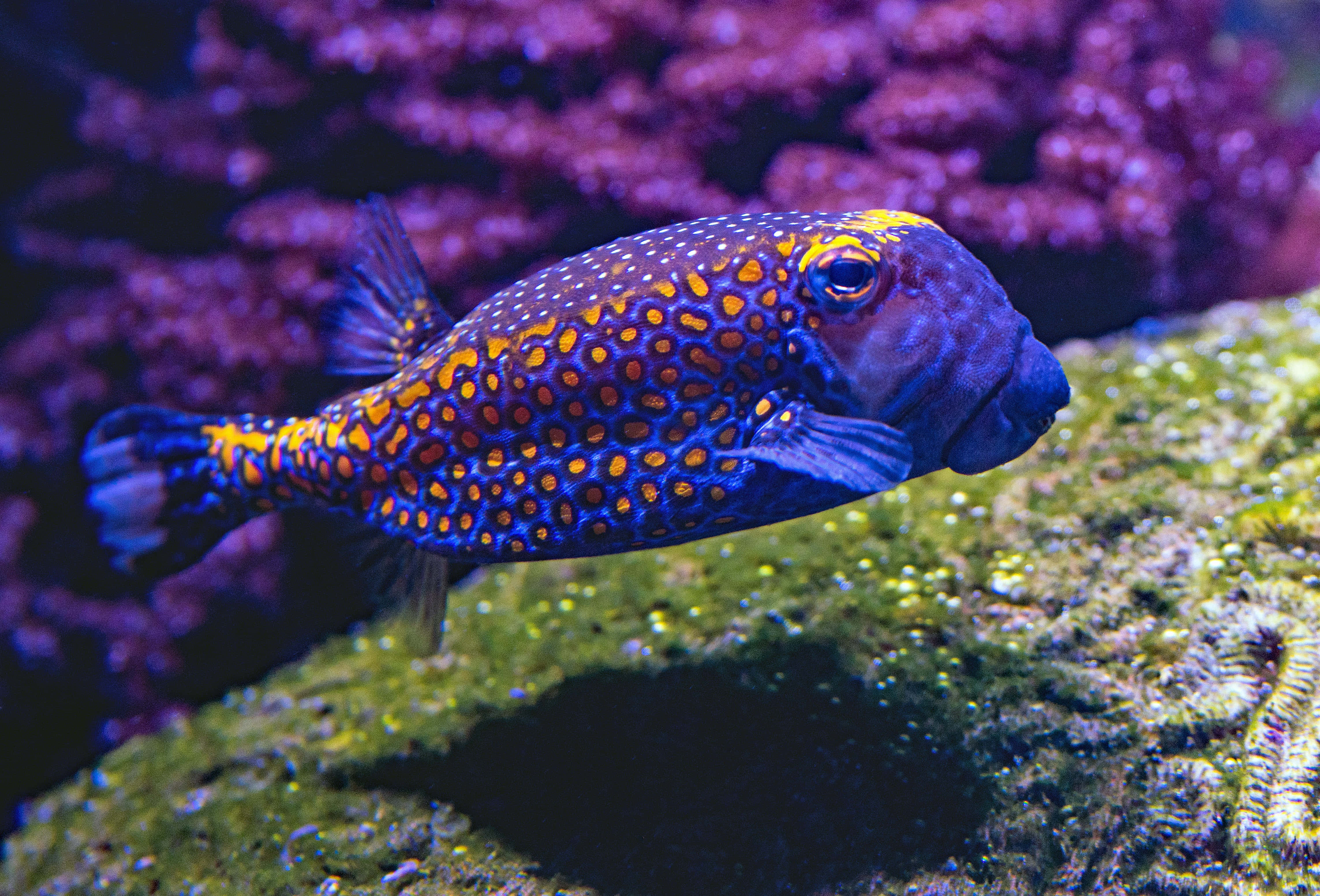 fish scale, blue and orange spotted boxfish, green algae covered rocks, 4K Desktop Wallpaper