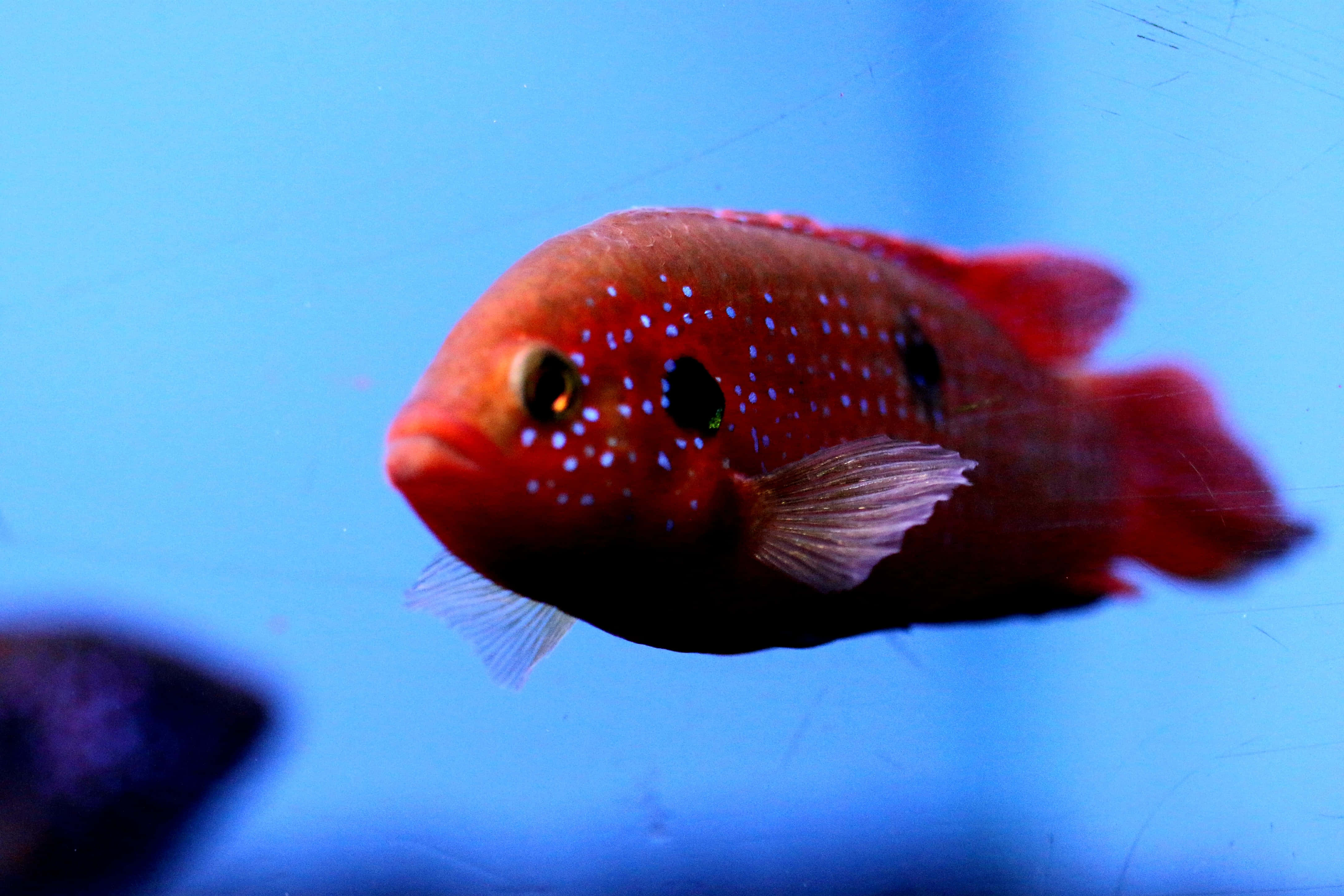 fish scale, red fish, blue spots, 4K Desktop Wallpaper