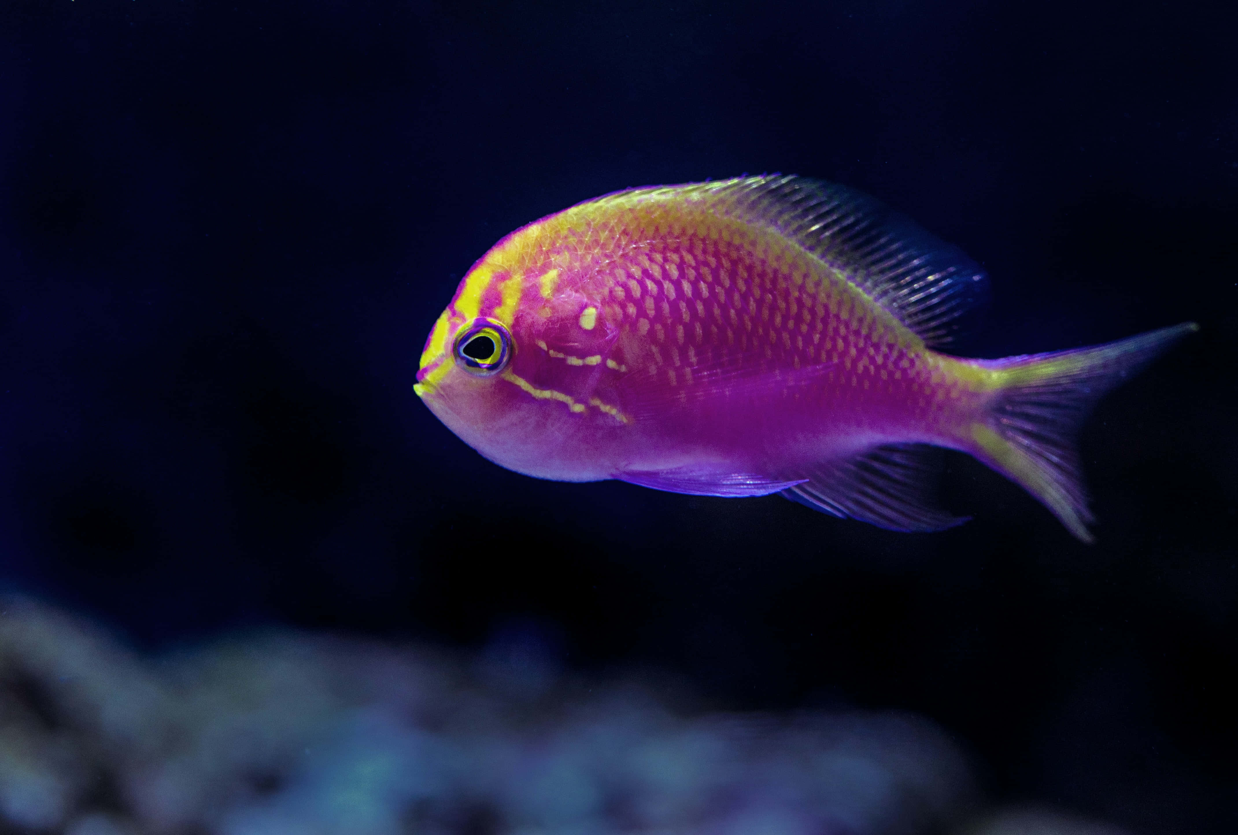 Fish Scale, purple, yellow, 4K Desktop Wallpaper