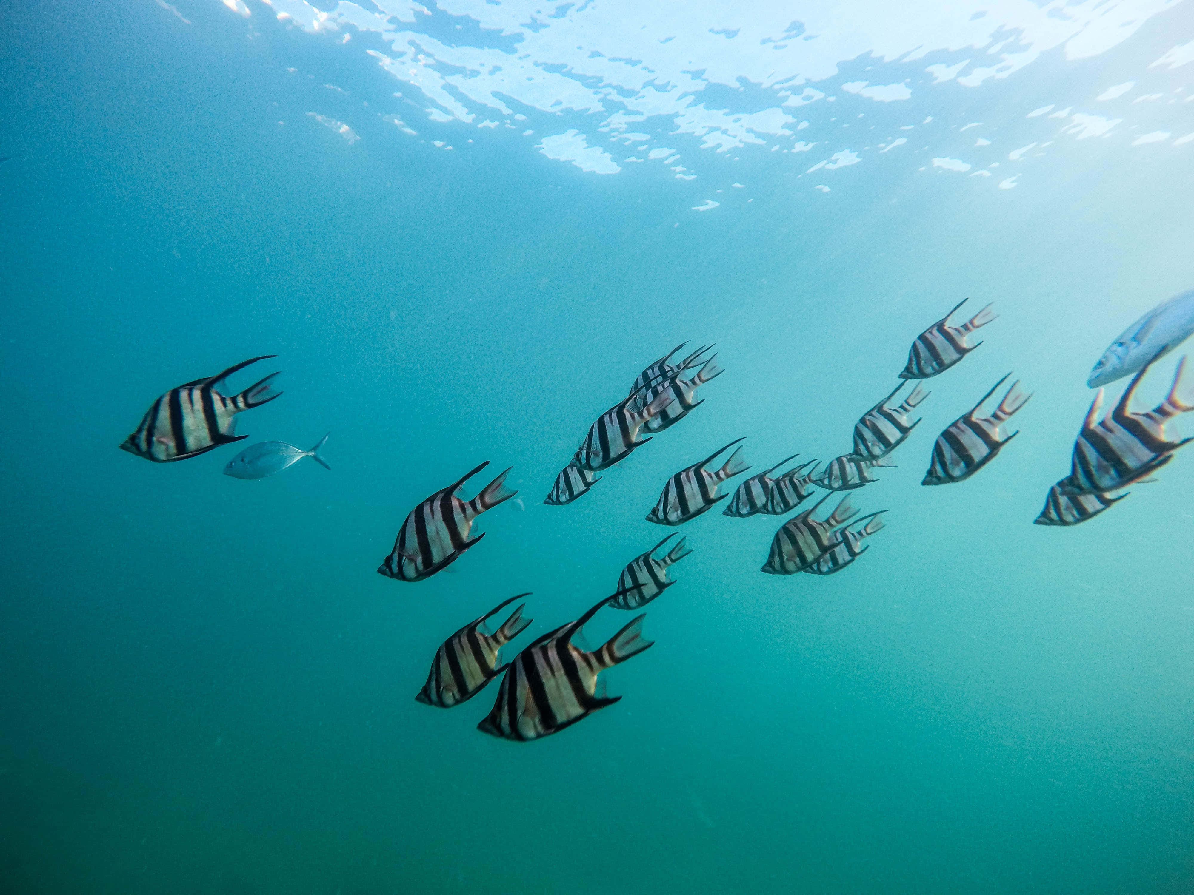 Fish Scale, 4000 x 3000, striped angelfish, 4K Desktop Wallpaper