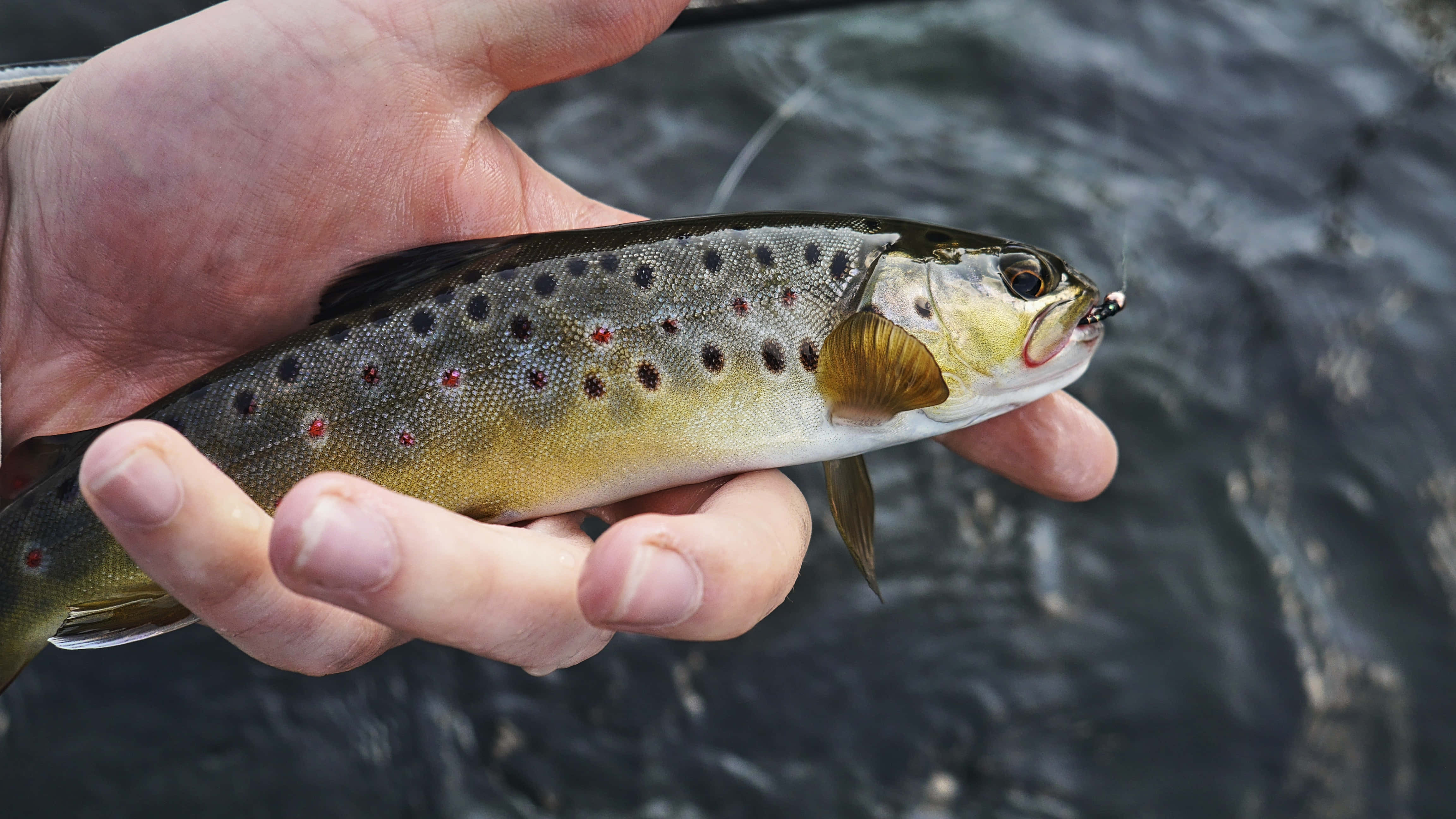 fish scale, spotted brown trout, red dots, 4K Desktop Wallpaper
