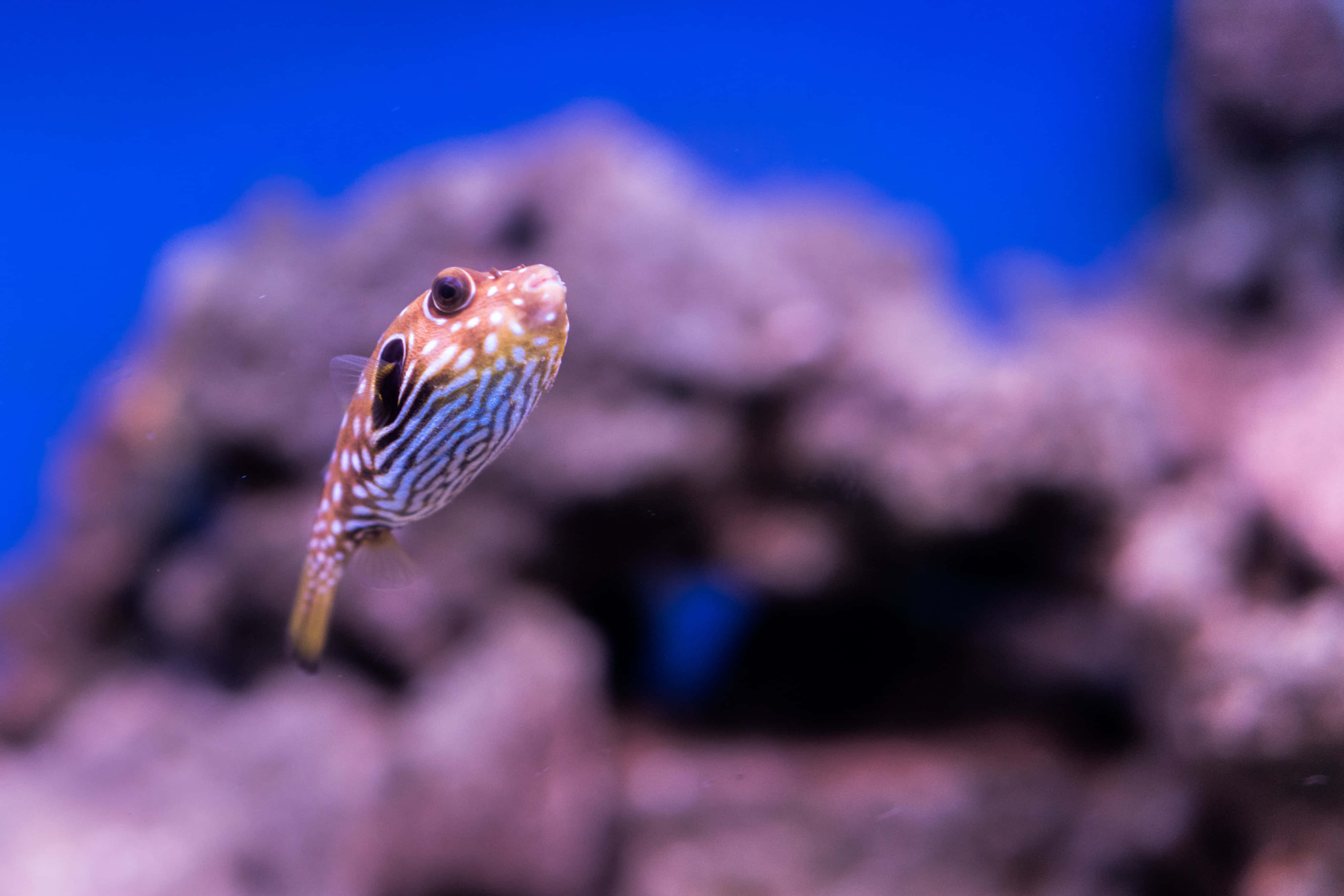fish scale 4000 x 2668, striped pufferfish, coral, 4K Desktop Wallpaper