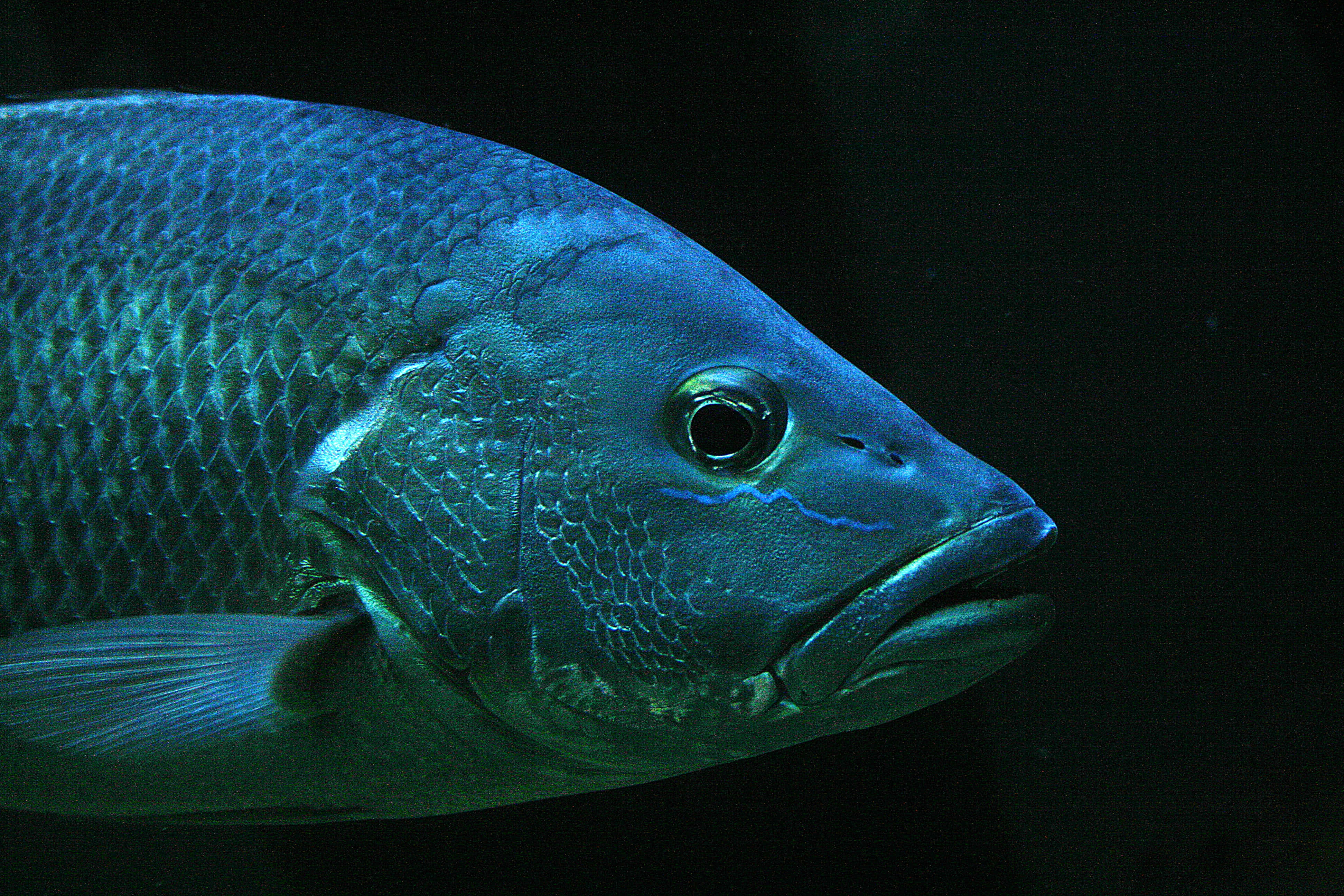 fish scale, blue fish, detailed scales, 4K Desktop Wallpaper