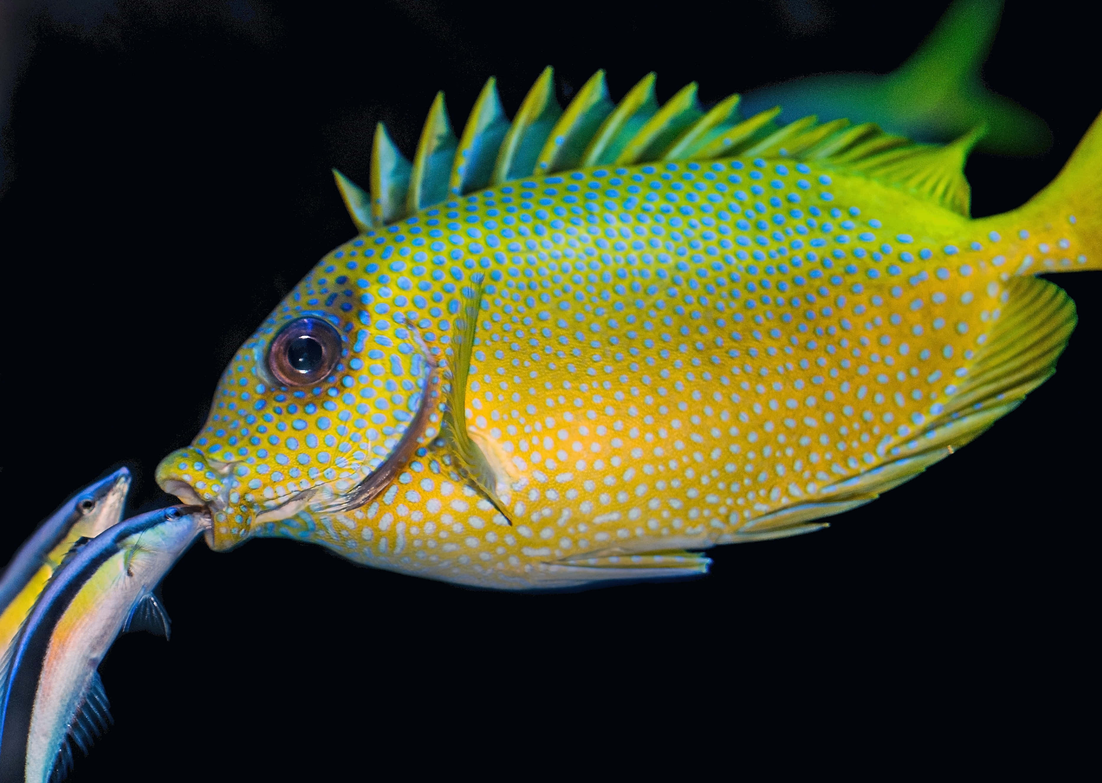 fish scale, vibrant yellow fish, blue spots, 2K Desktop Wallpaper