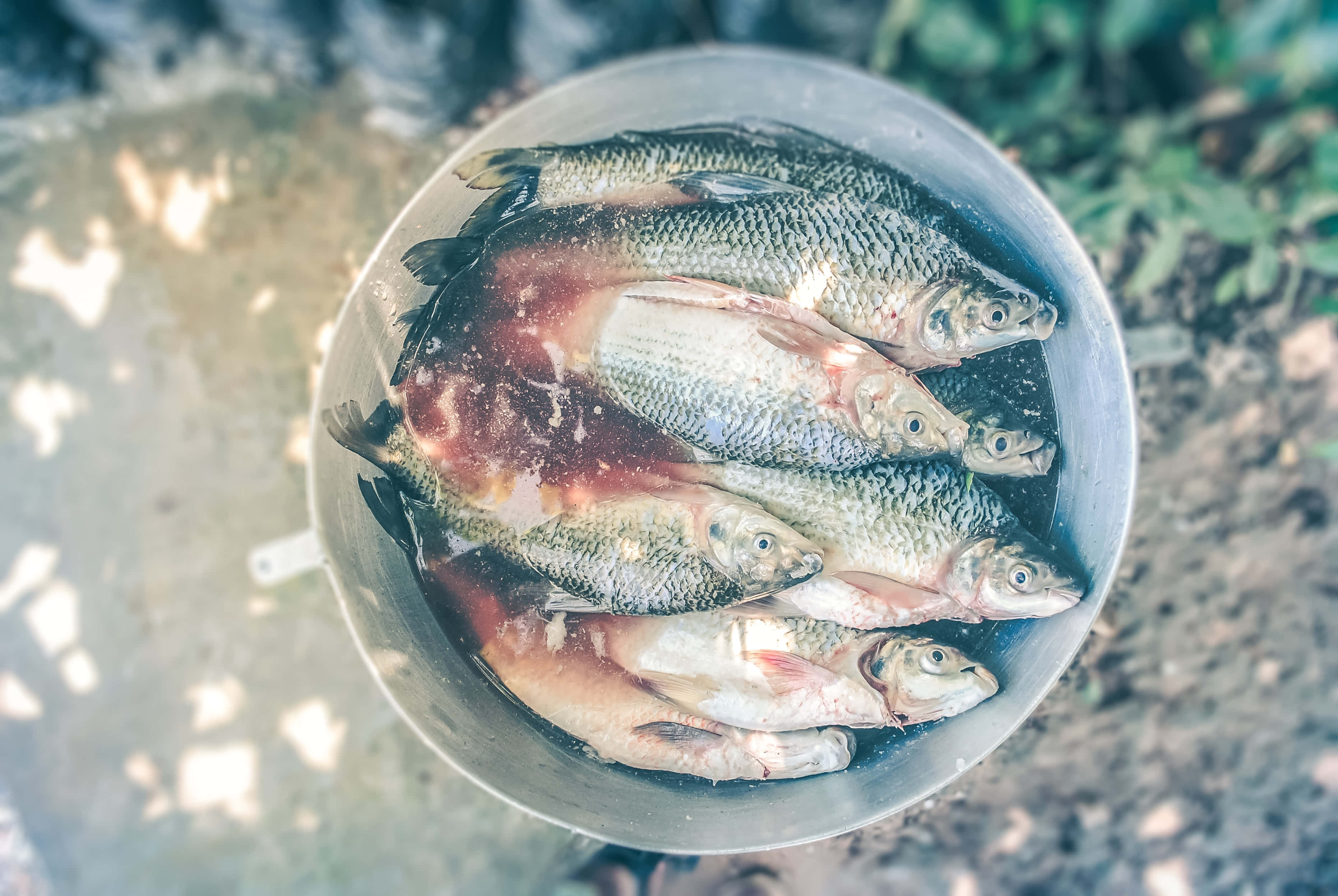 Fish Scale, 3725 x 2494, metal bucket, 2K Desktop Wallpaper