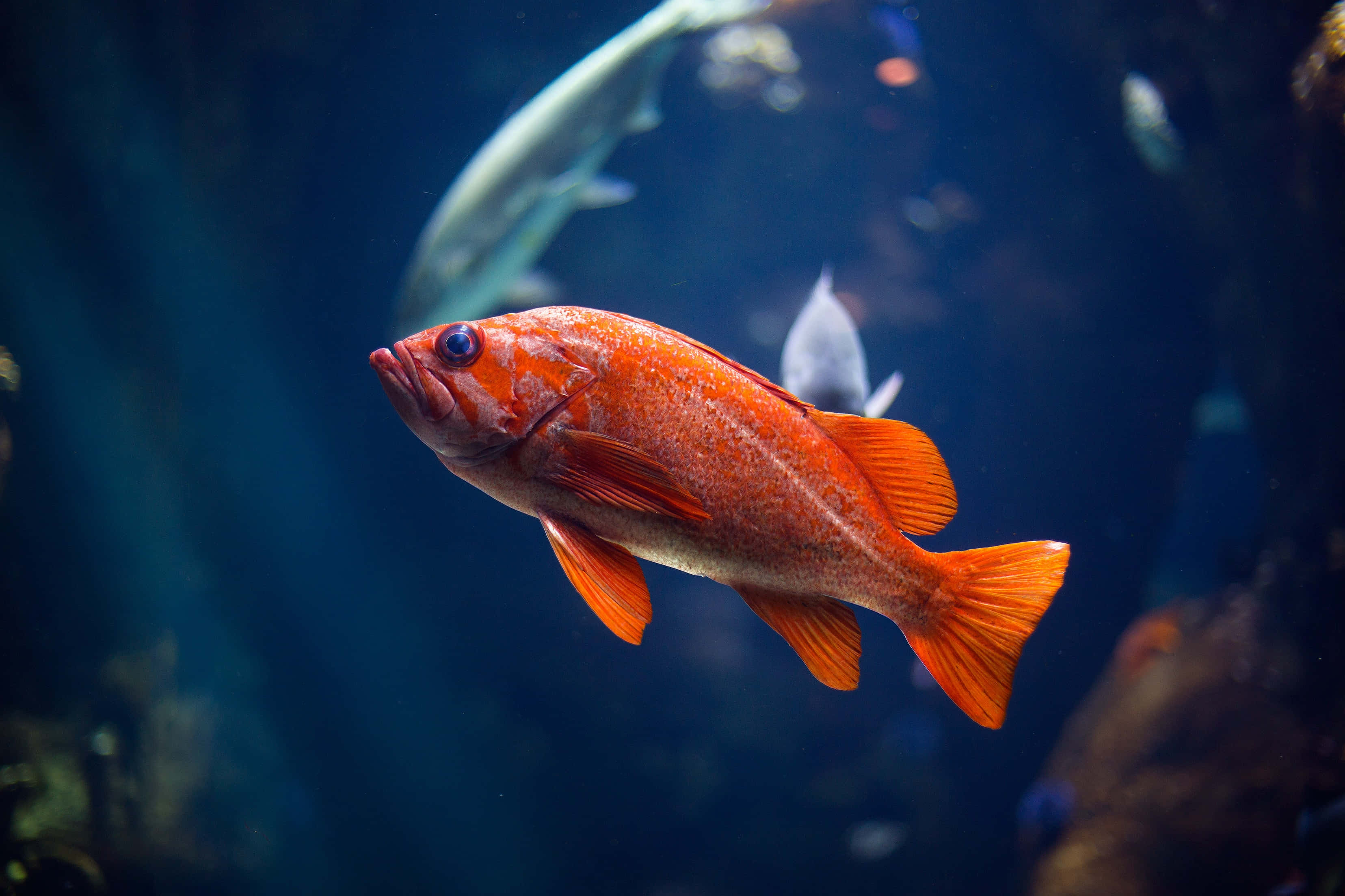 fish scale, orange fish, deep blue water, 2K Desktop Wallpaper