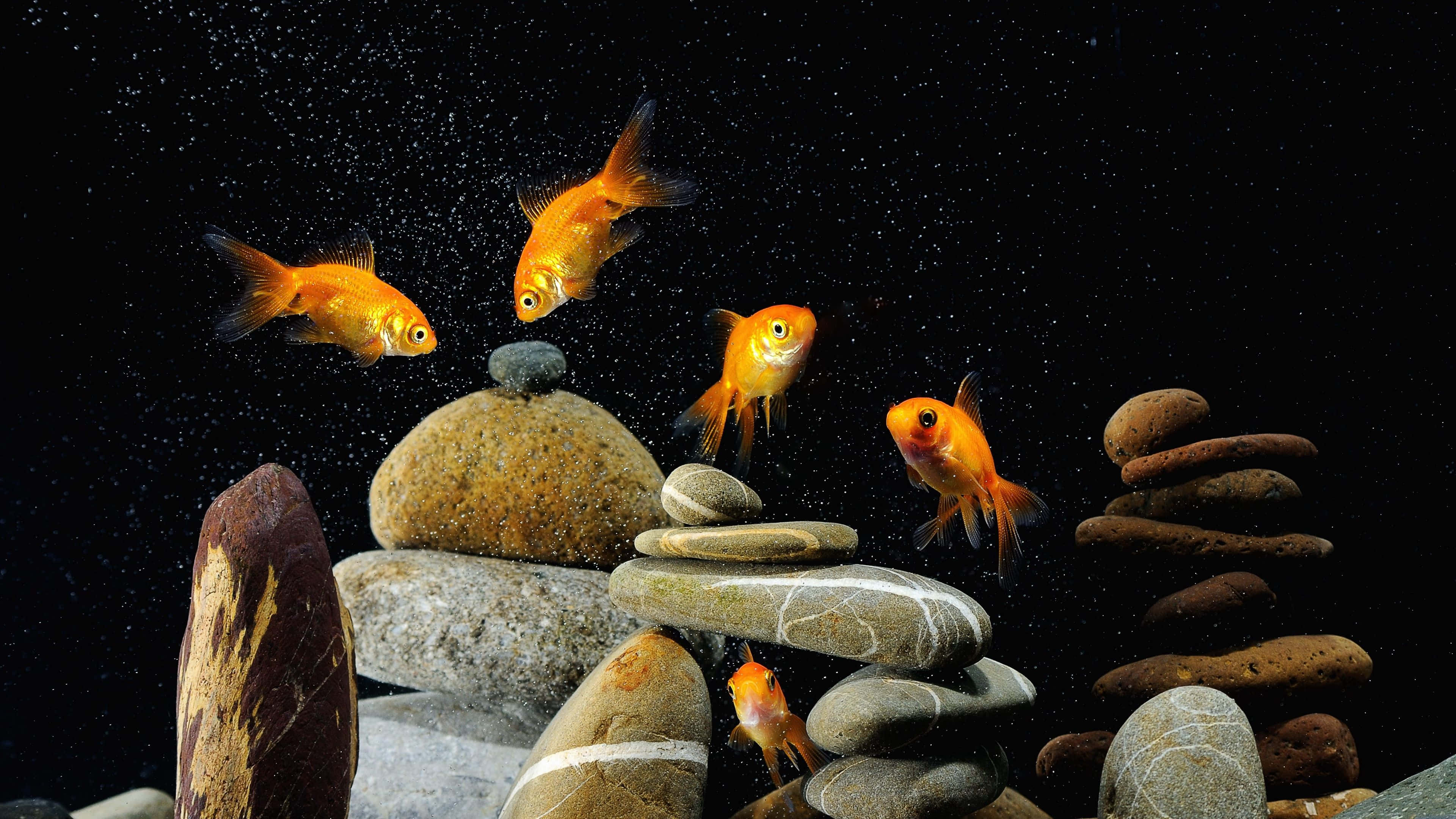 4K Fish, goldfish, aquarium, 4K Desktop Wallpaper