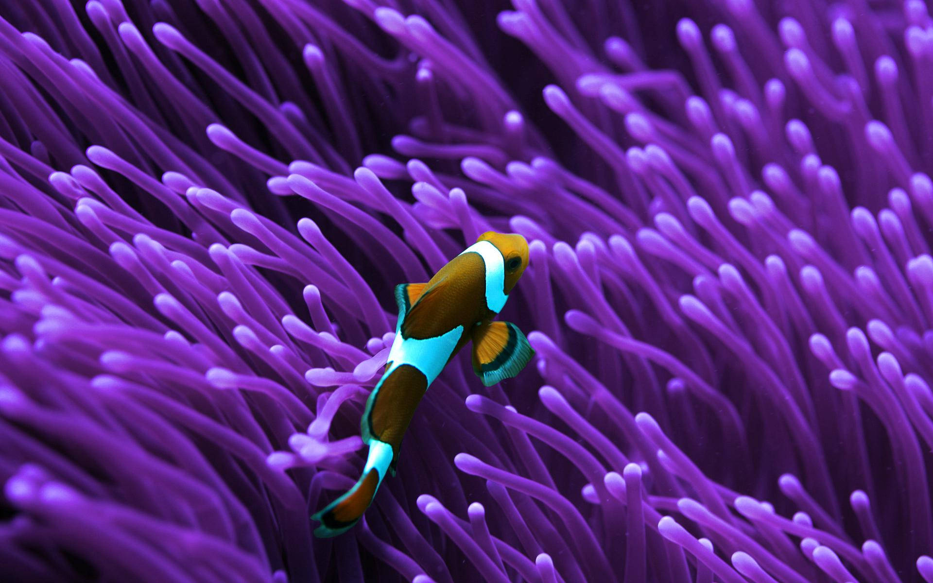 dark purple anemone, clownfish, vivid purple sea anemone, Full HD Desktop Wallpaper