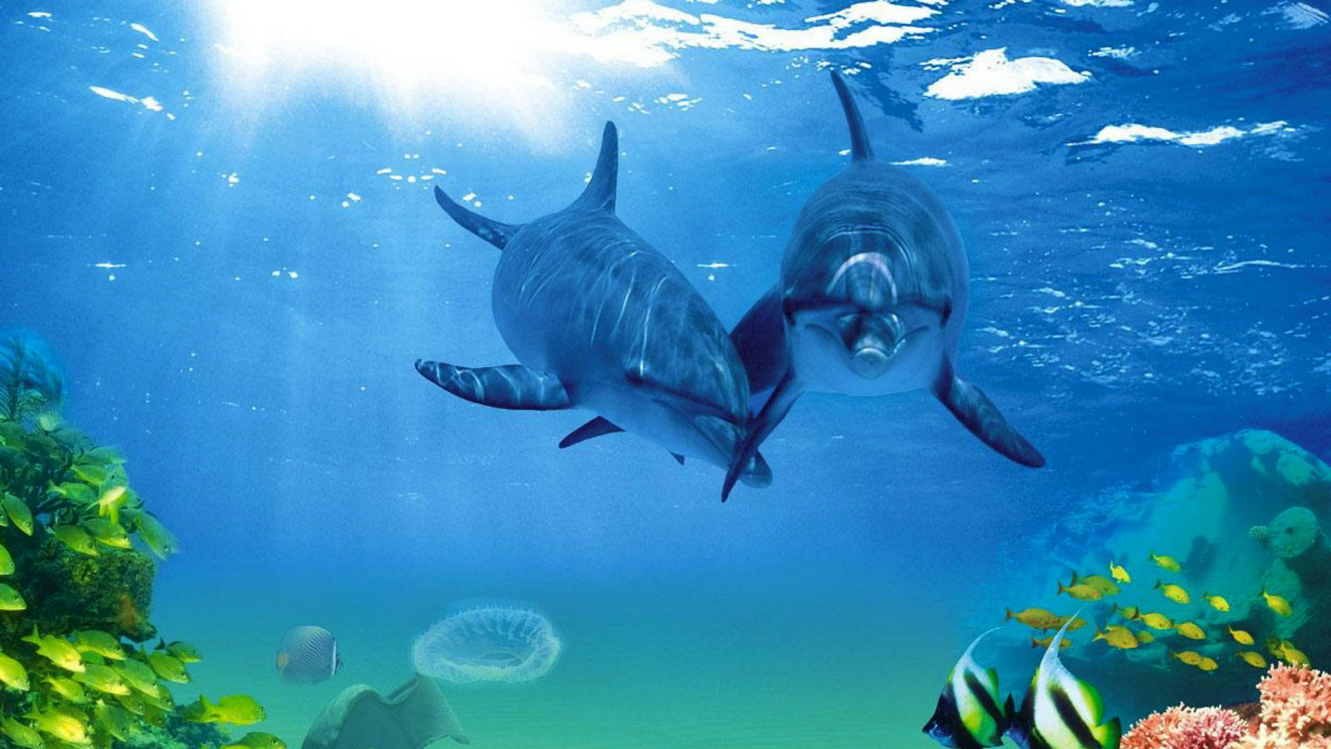 dolphins, tropical fishes, sunlit turquoise waters, Full HD Desktop Wallpaper