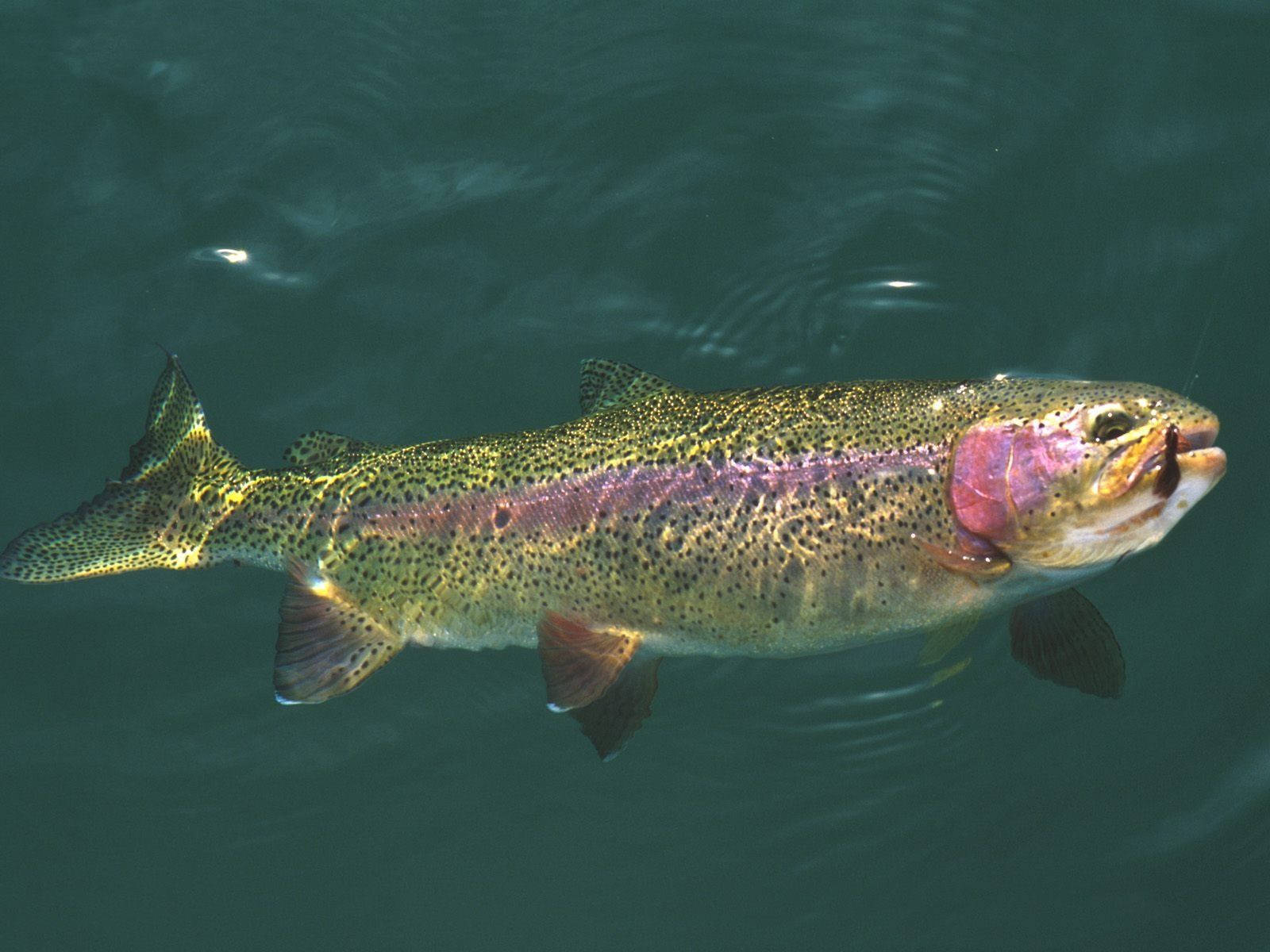 purple green trout, rainbow trout, iridescent pink stripe, HD Desktop Wallpaper