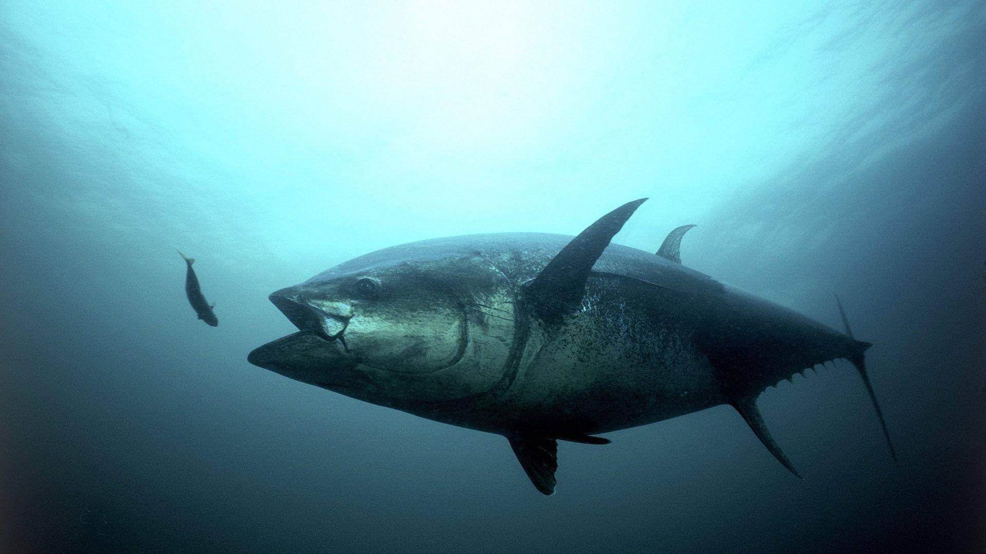 giant bluefin tuna, sunlit blue water, small fish, Full HD Desktop Wallpaper