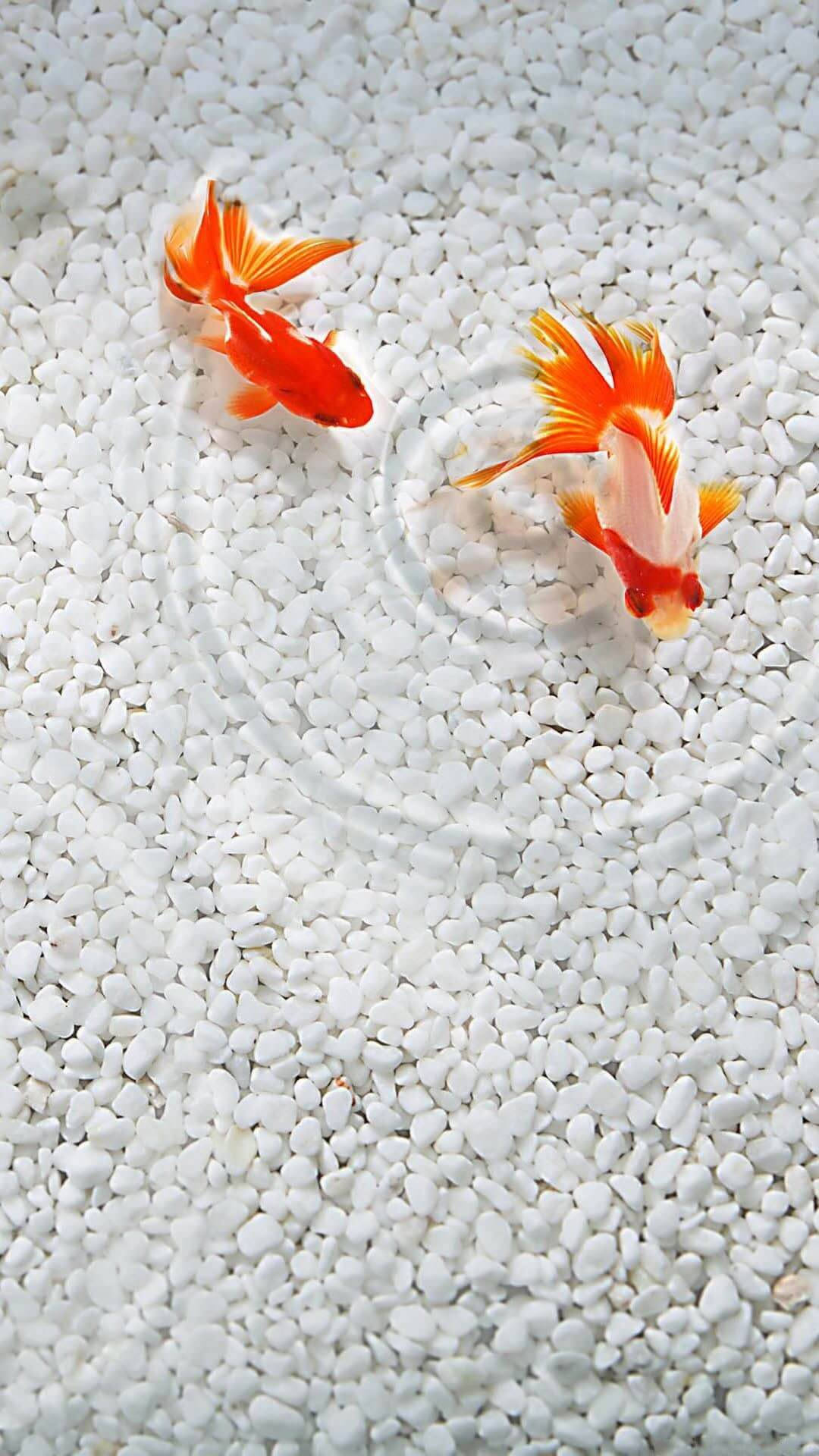 goldfish, iPhone, orange, Full HD Phone Wallpaper