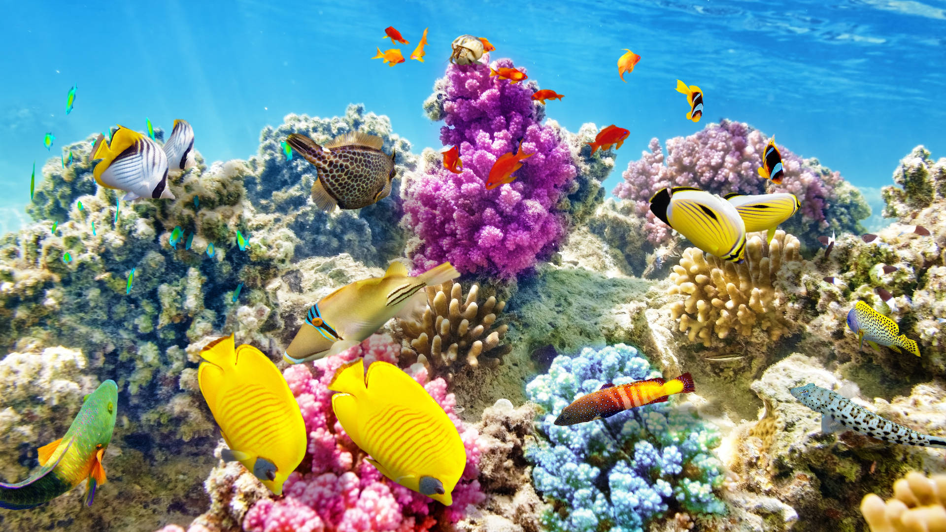 bright tropical fish, purple, colorful coral reefs, Full HD Desktop Wallpaper