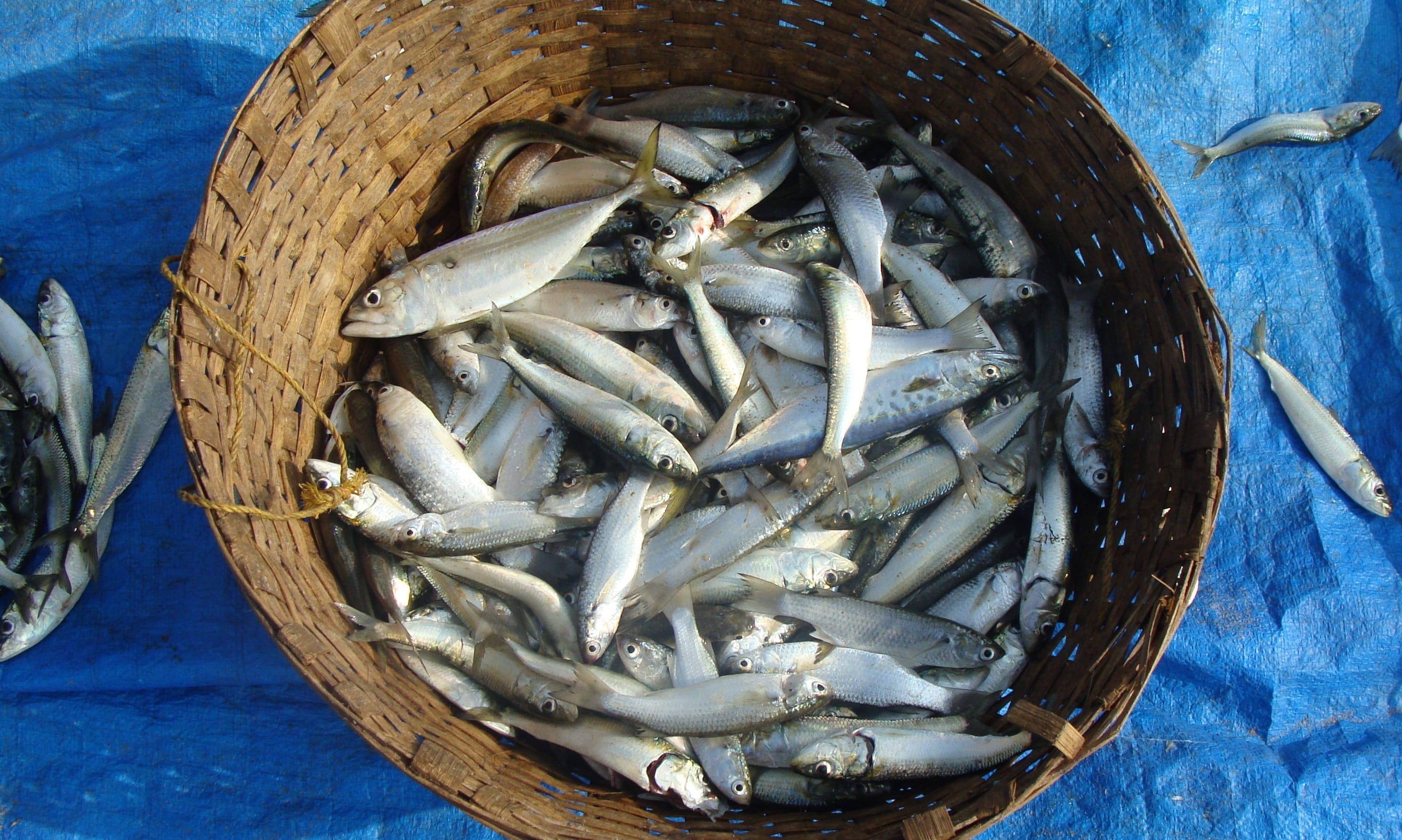 sardines, basket, silver fish, 2K Desktop Wallpaper