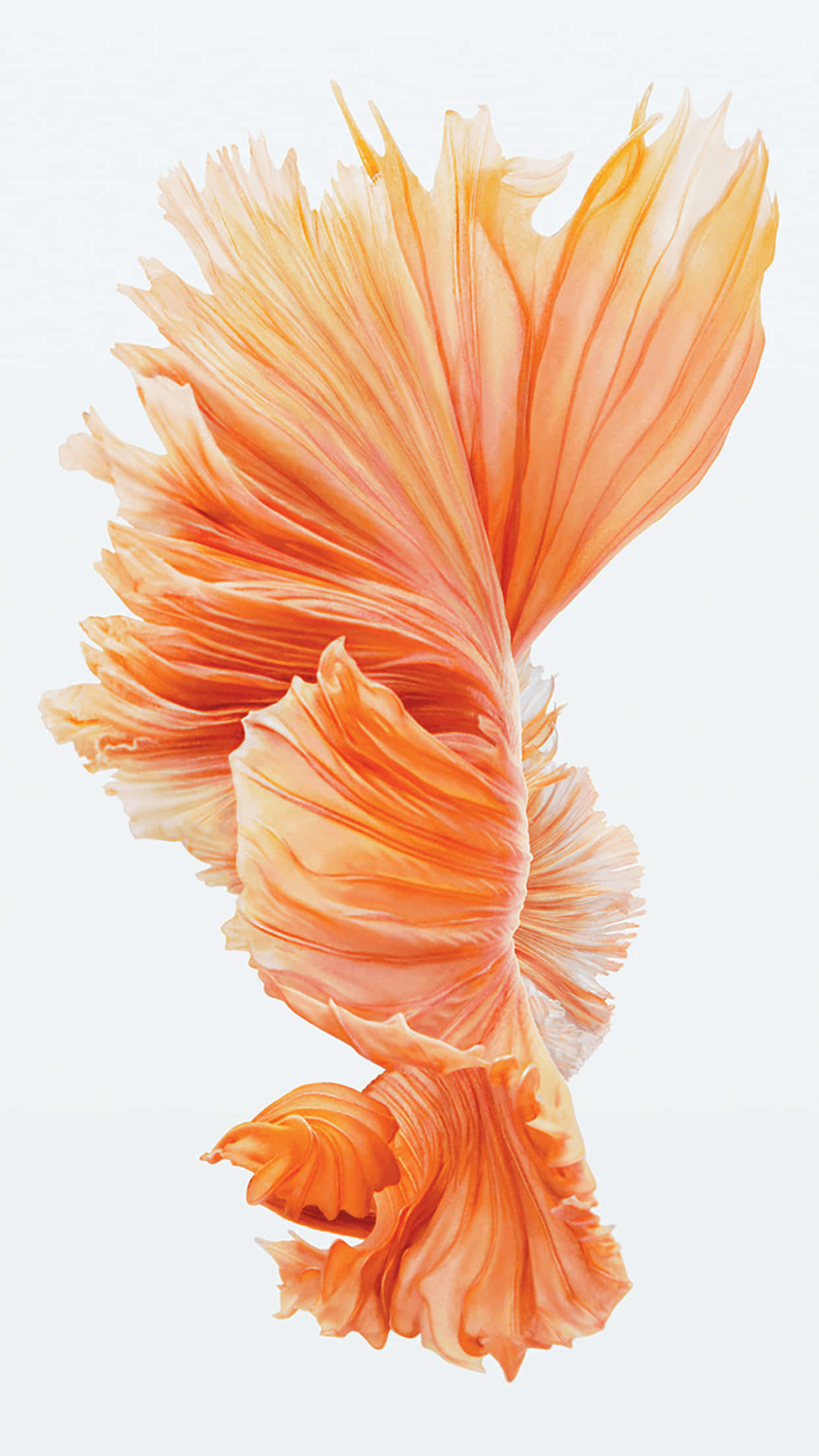 iPhone 6s, rose gold, betta fish, Full HD Phone Wallpaper