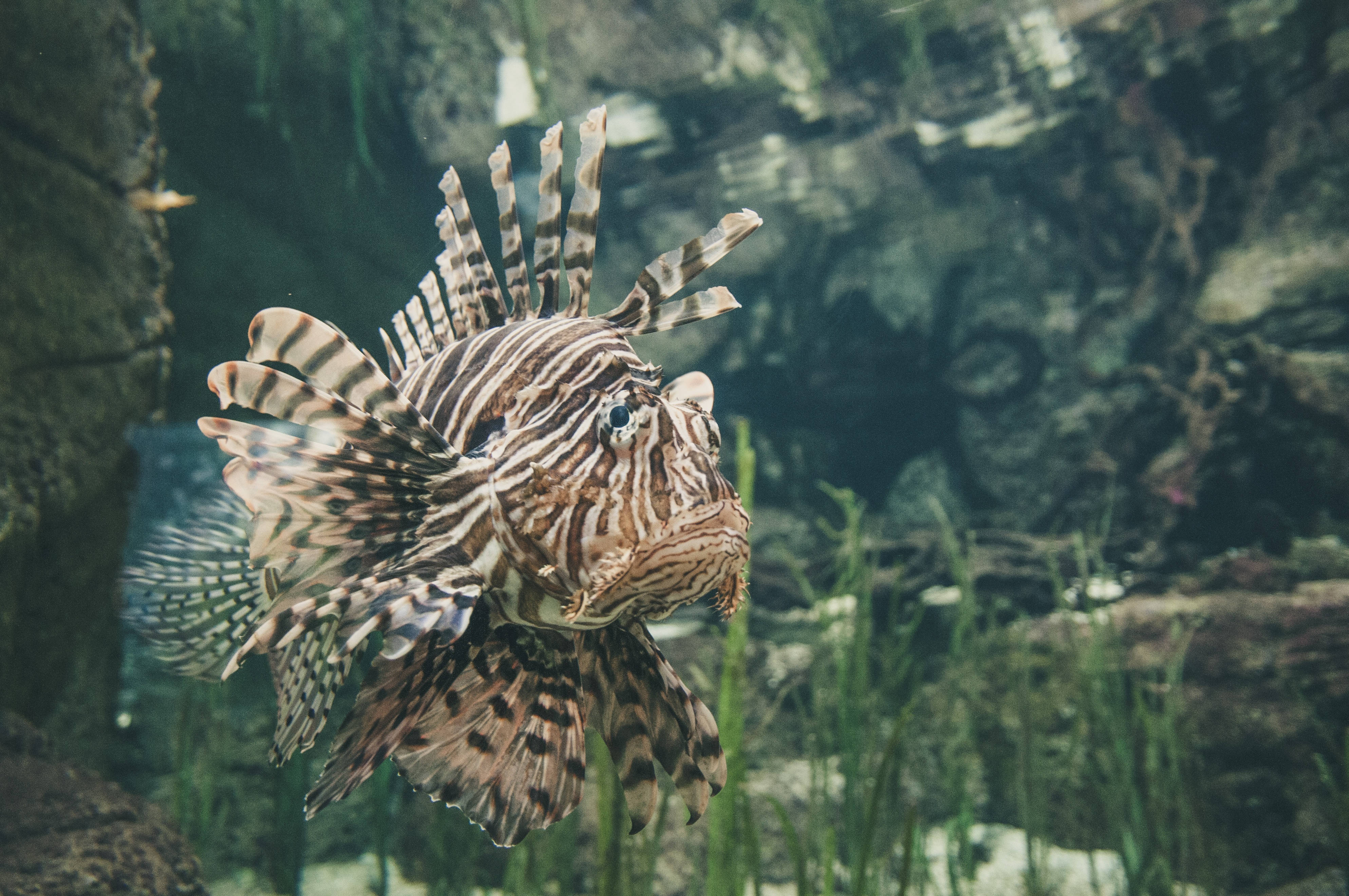 lionfish, brown and white stripes, green aquatic plants, 4K Desktop Wallpaper