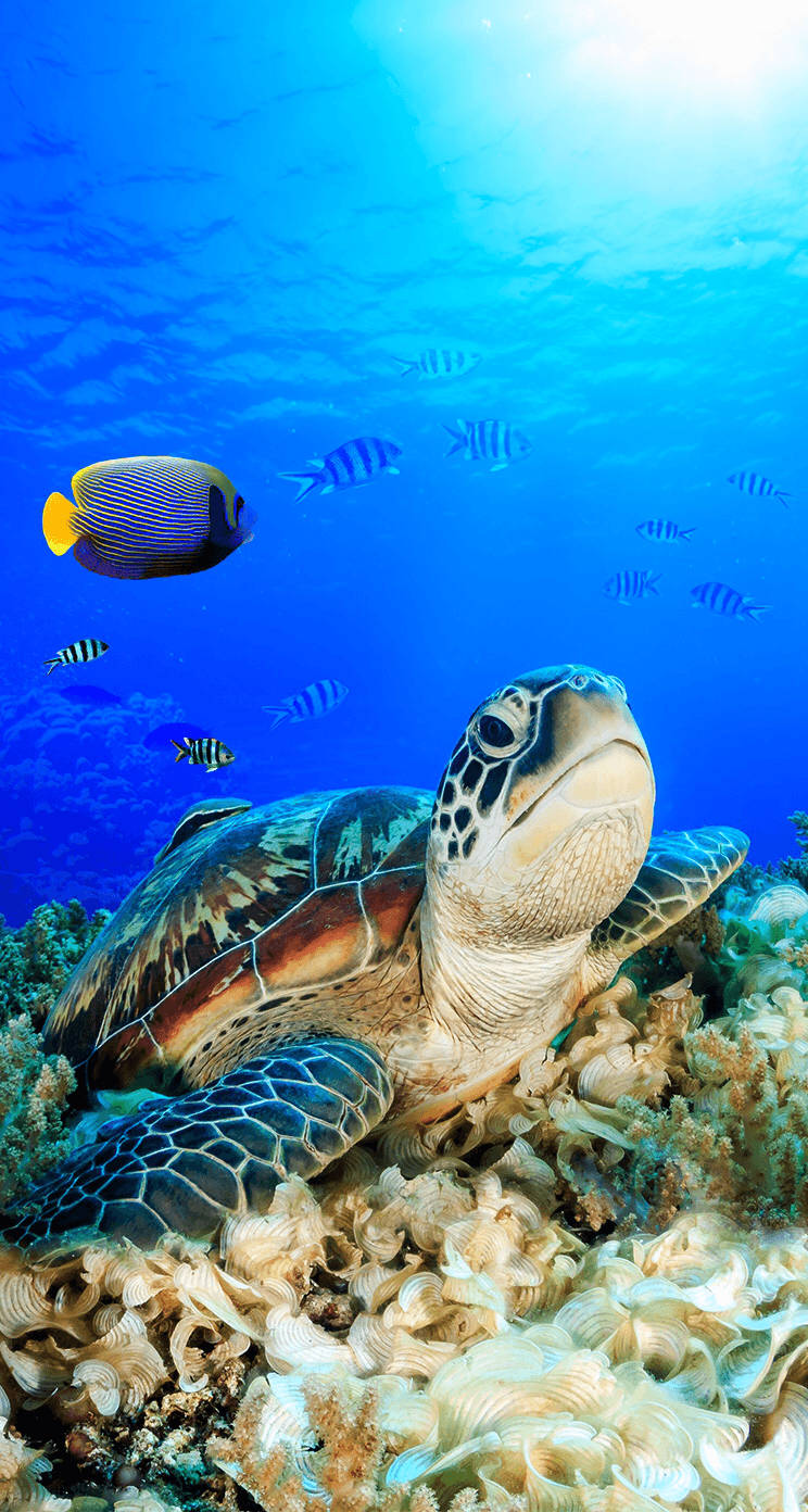 sea turtle, vibrant coral reef, colorful fish, HD Phone Wallpaper