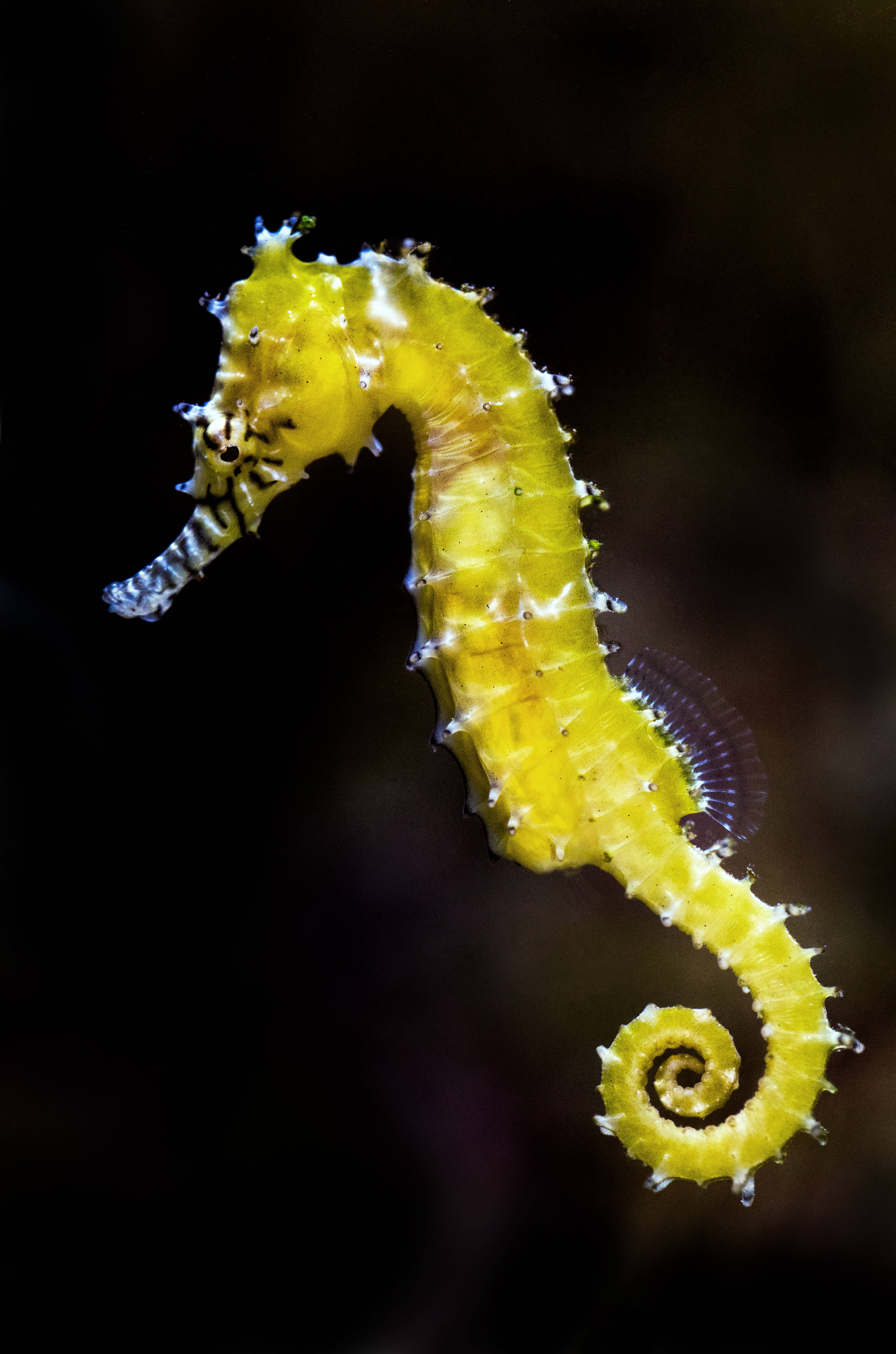 vibrant yellow seahorse, curled tail, dark blurred underwater backdrop, 5K Phone Wallpaper