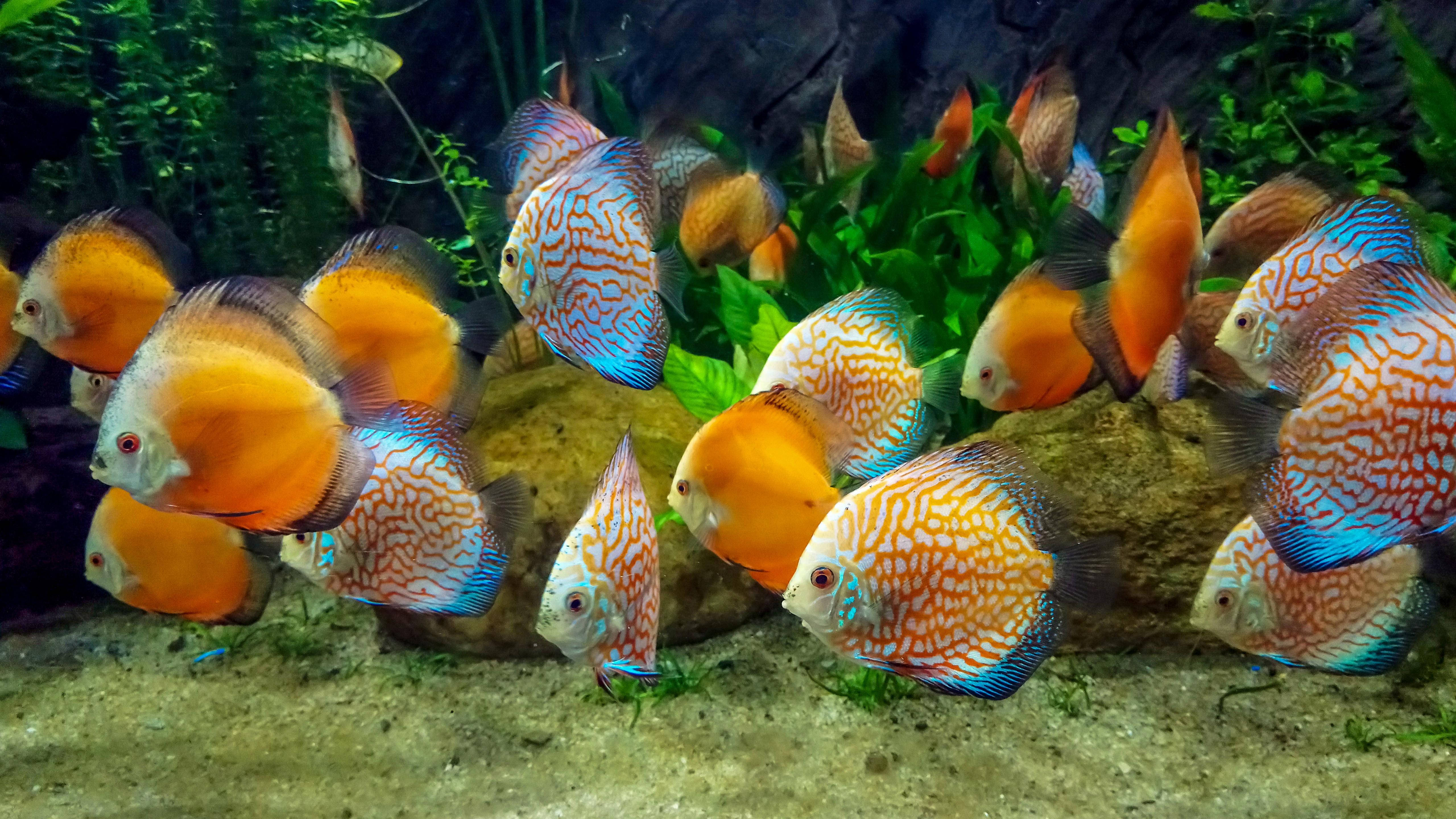 aquarium, 4K Ultra HD, orange, 5K Desktop Wallpaper