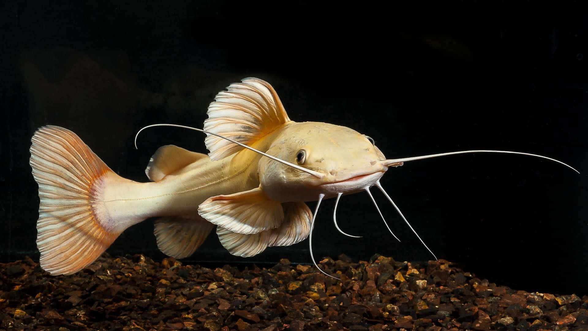 catfish, pale yellow, long whiskers, Full HD Desktop Wallpaper