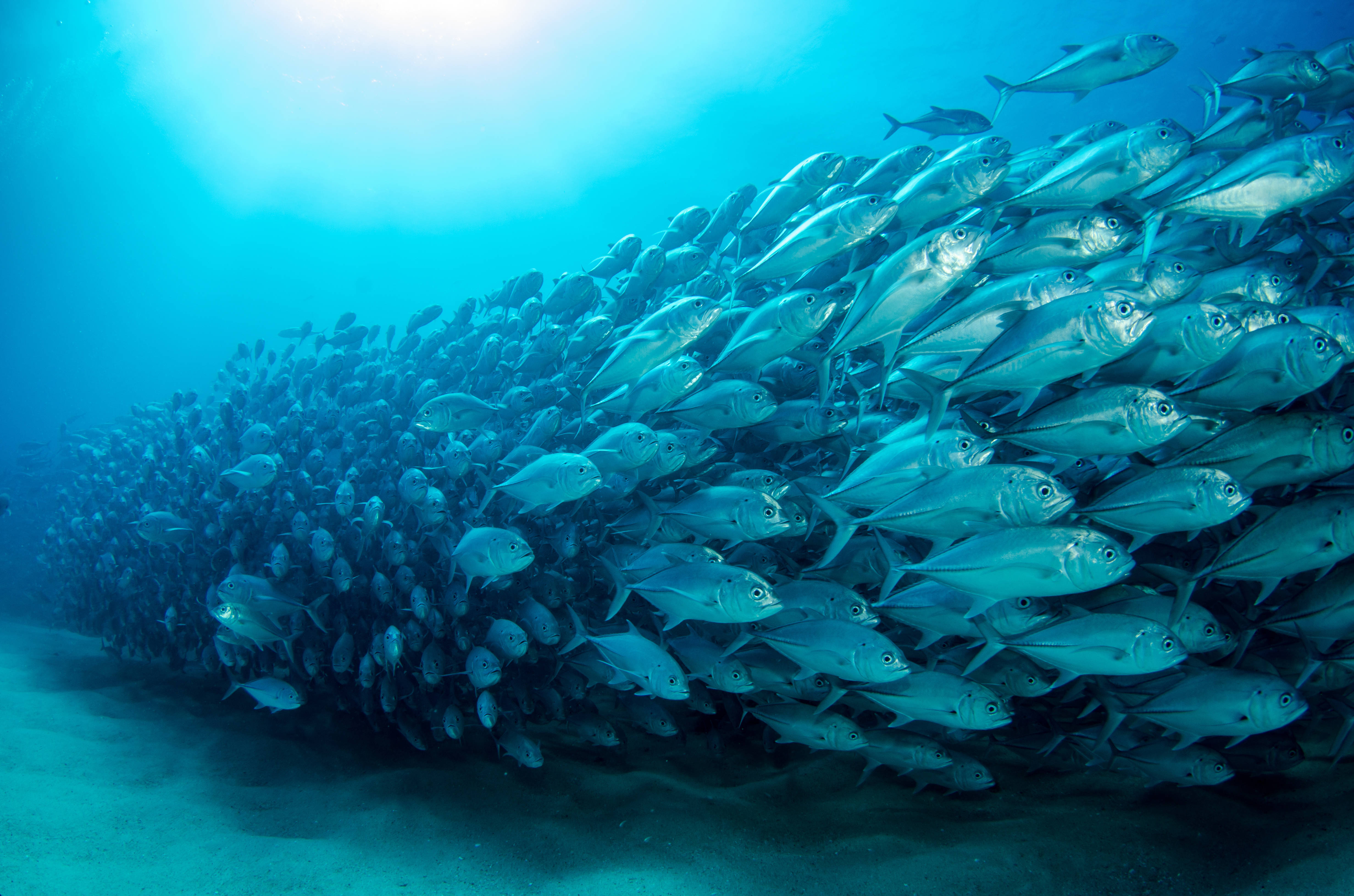 shoal of fish, silver fish, bright blue ocean water, 4K Desktop Wallpaper