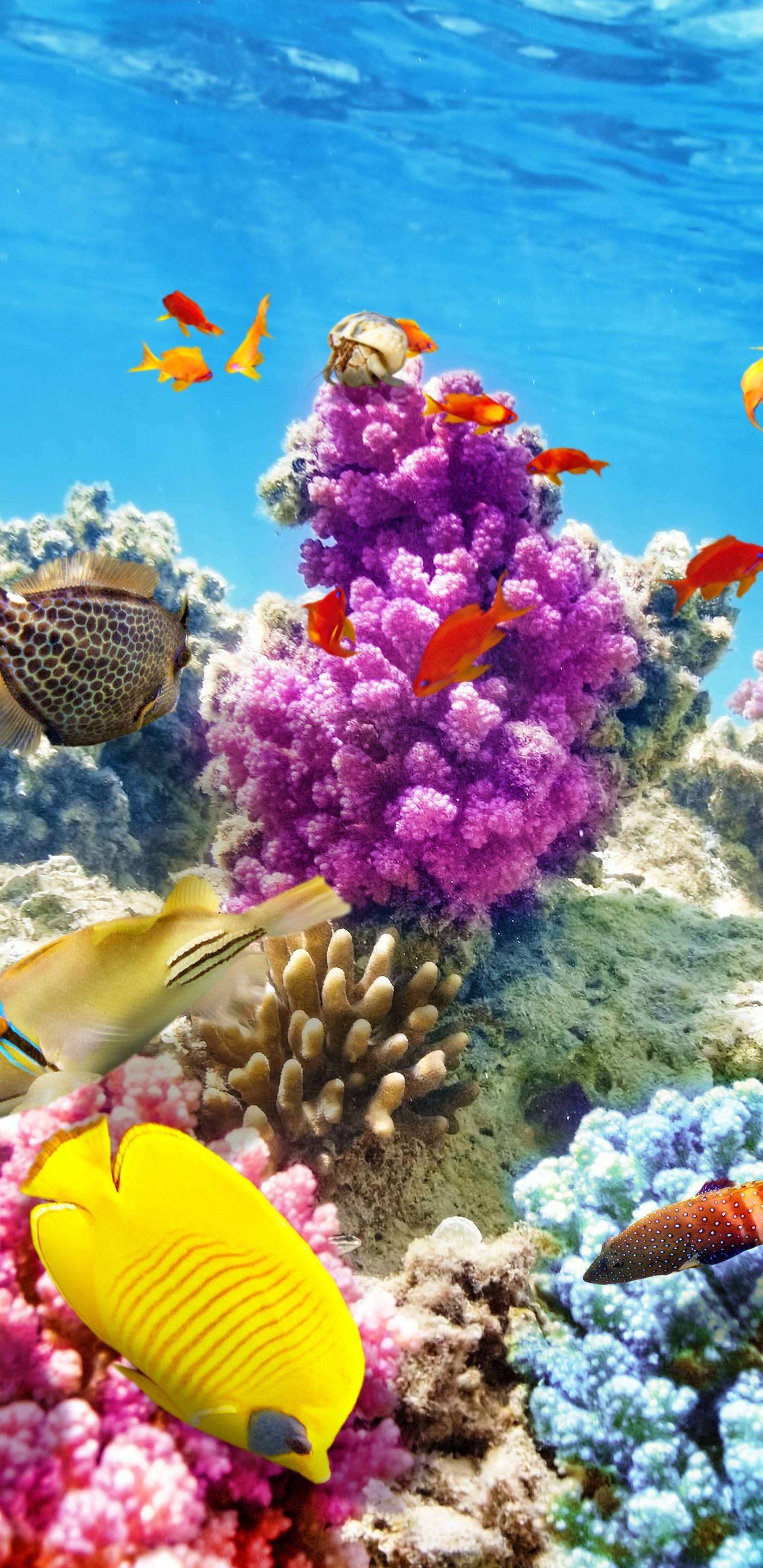 purple coral reef, orange fish, vibrant tropical fish, 2K Phone Wallpaper