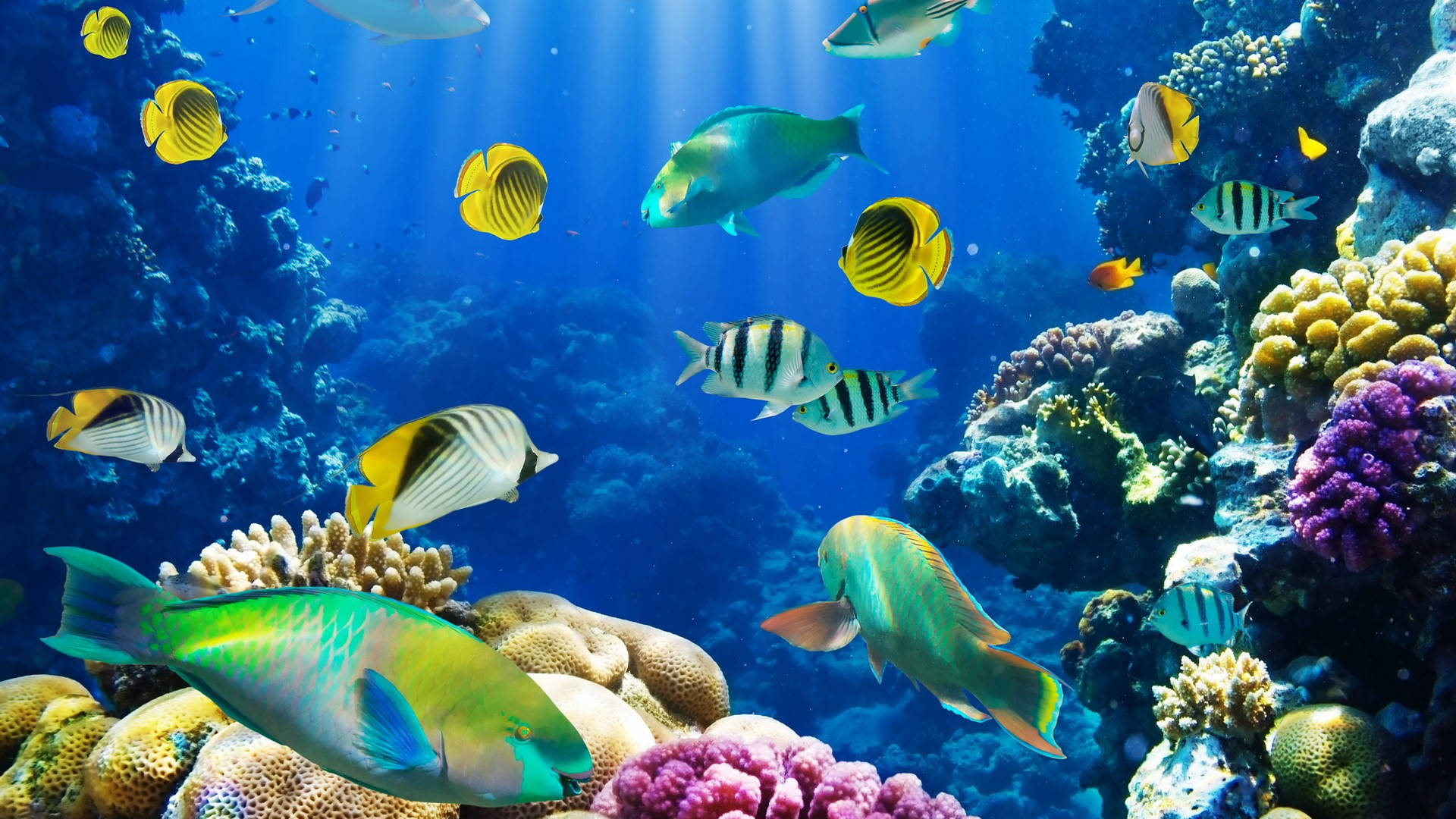 colorful fish, tropical fish, colorful coral reefs, Full HD Desktop Wallpaper