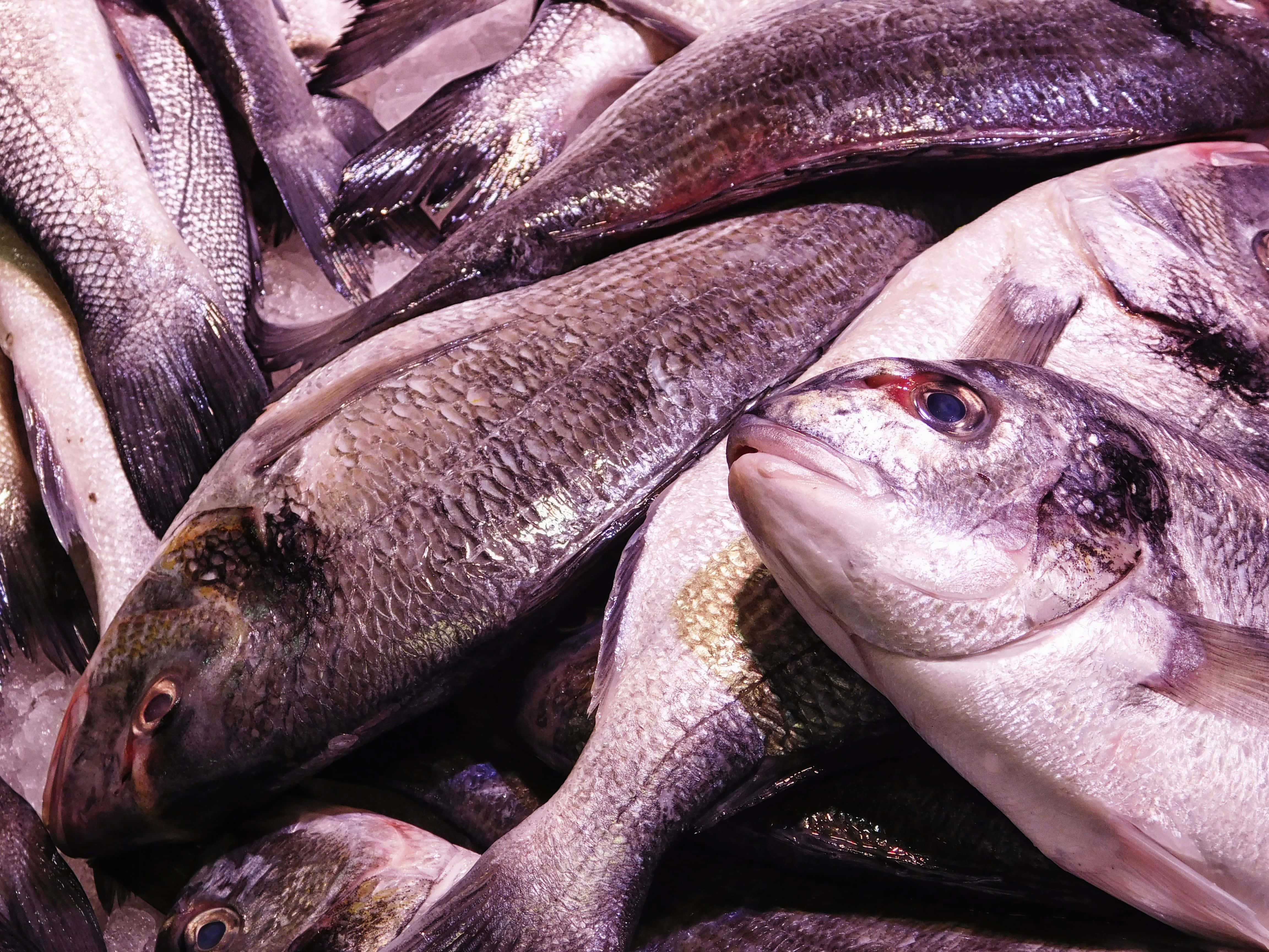 Fish, glistening scales, open mouths, 4K Desktop Wallpaper