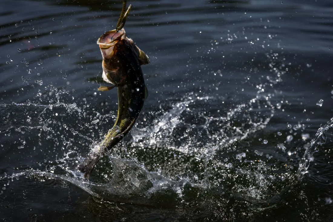 Fishing Bait