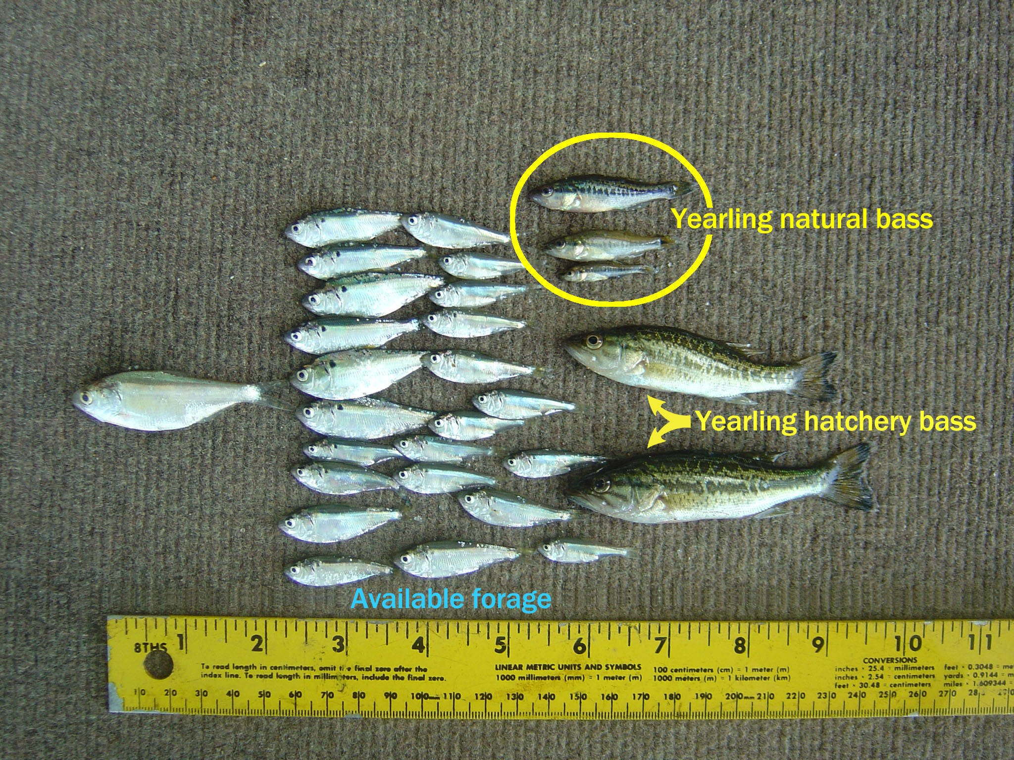 bass fishing, yearling natural bass, hatchery bass, Full HD Desktop Wallpaper