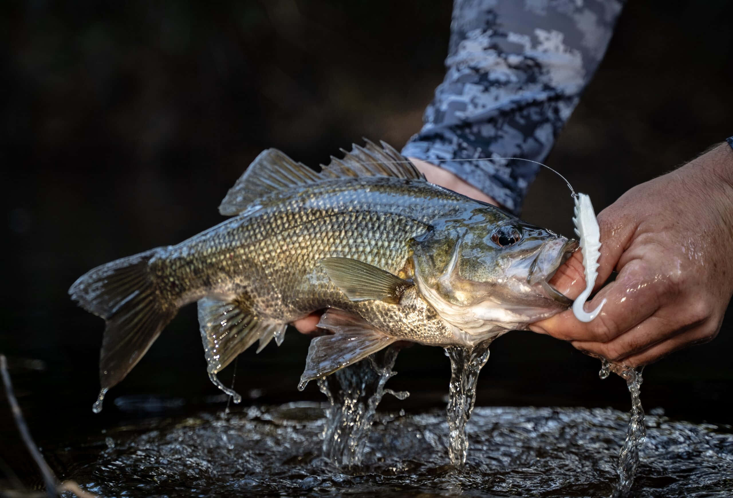 Fishing Bait, bass, white lure, 2K Desktop Wallpaper