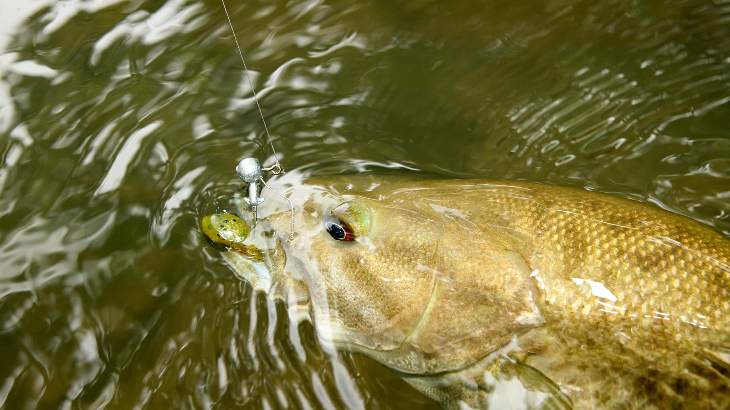 fishing bait, shiny scale pattern, murky green water, 2K Desktop Wallpaper