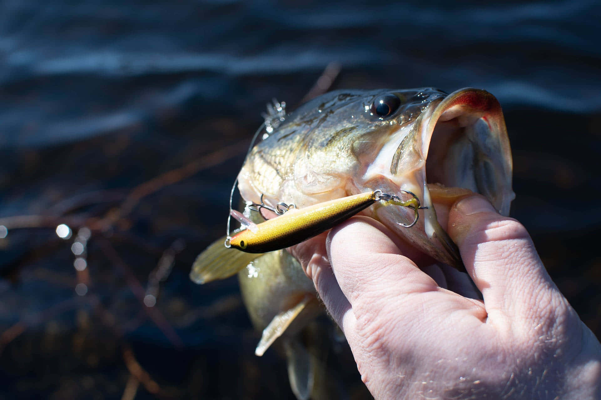 fishing bait, largemouth bass, yellow lure, Full HD Desktop Wallpaper