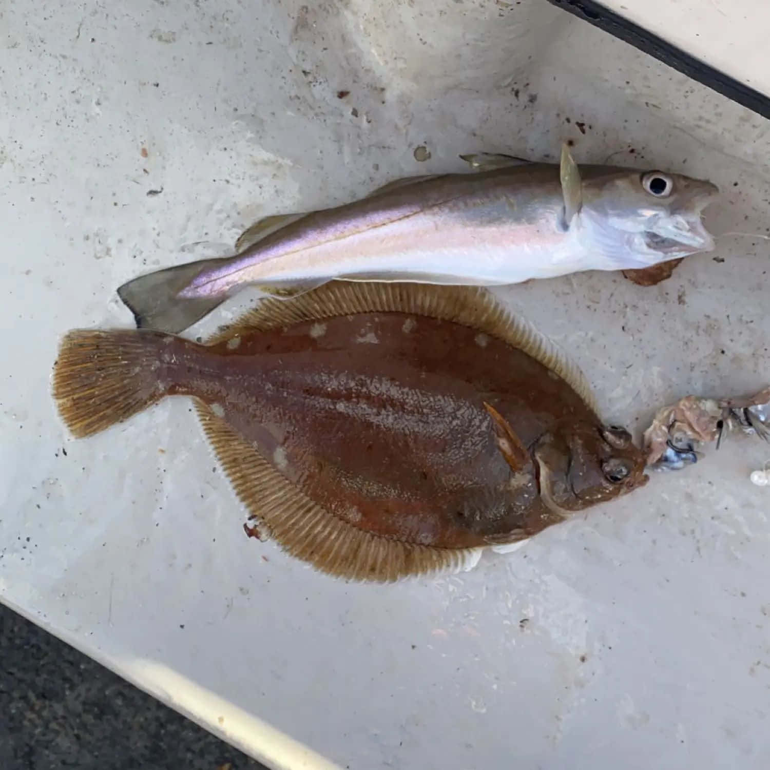flatfish, brown speckled flounder, silver cod, HD Desktop Wallpaper