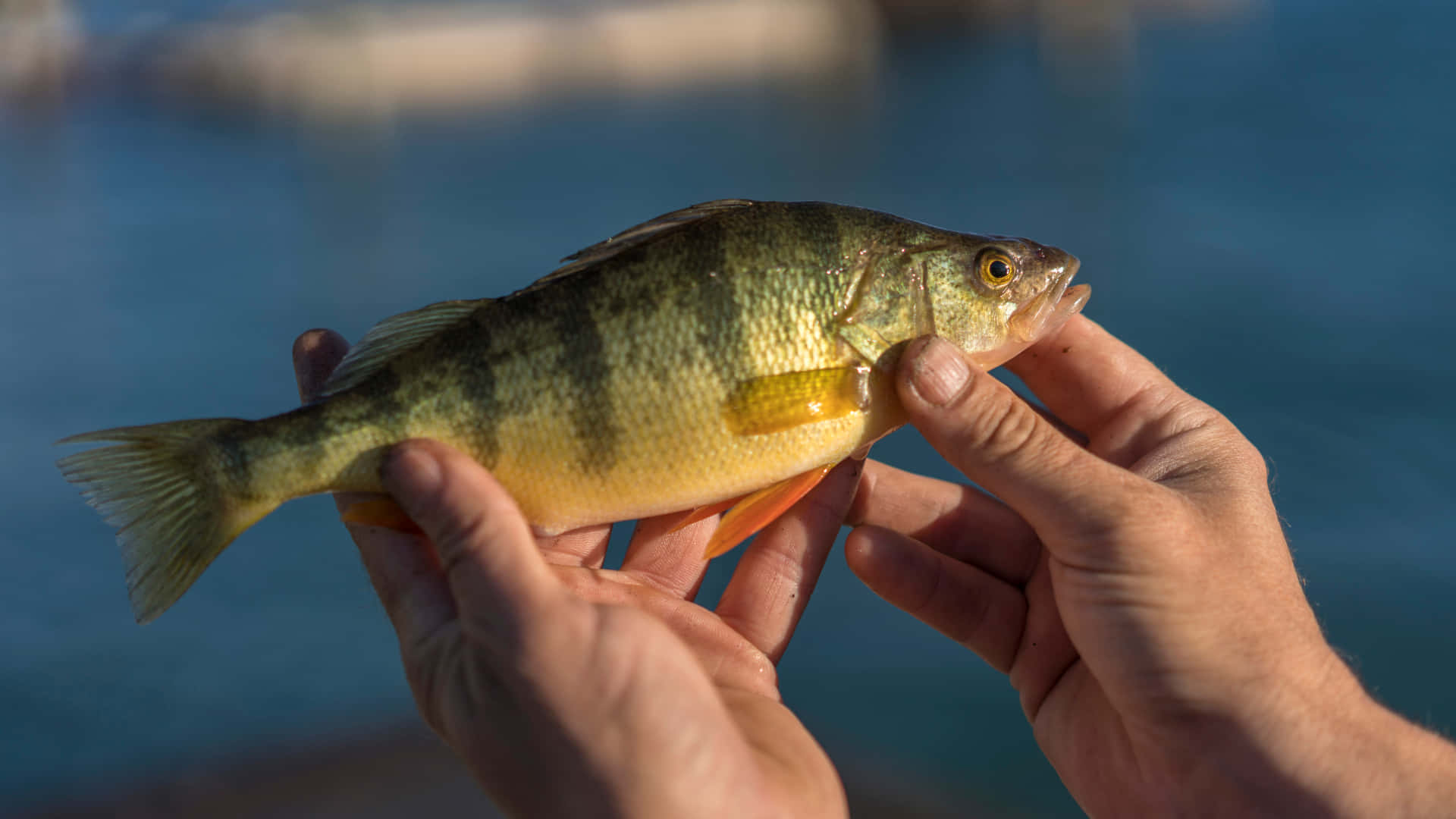 freshwater perch, yellow perch, green stripes, Full HD Desktop Wallpaper