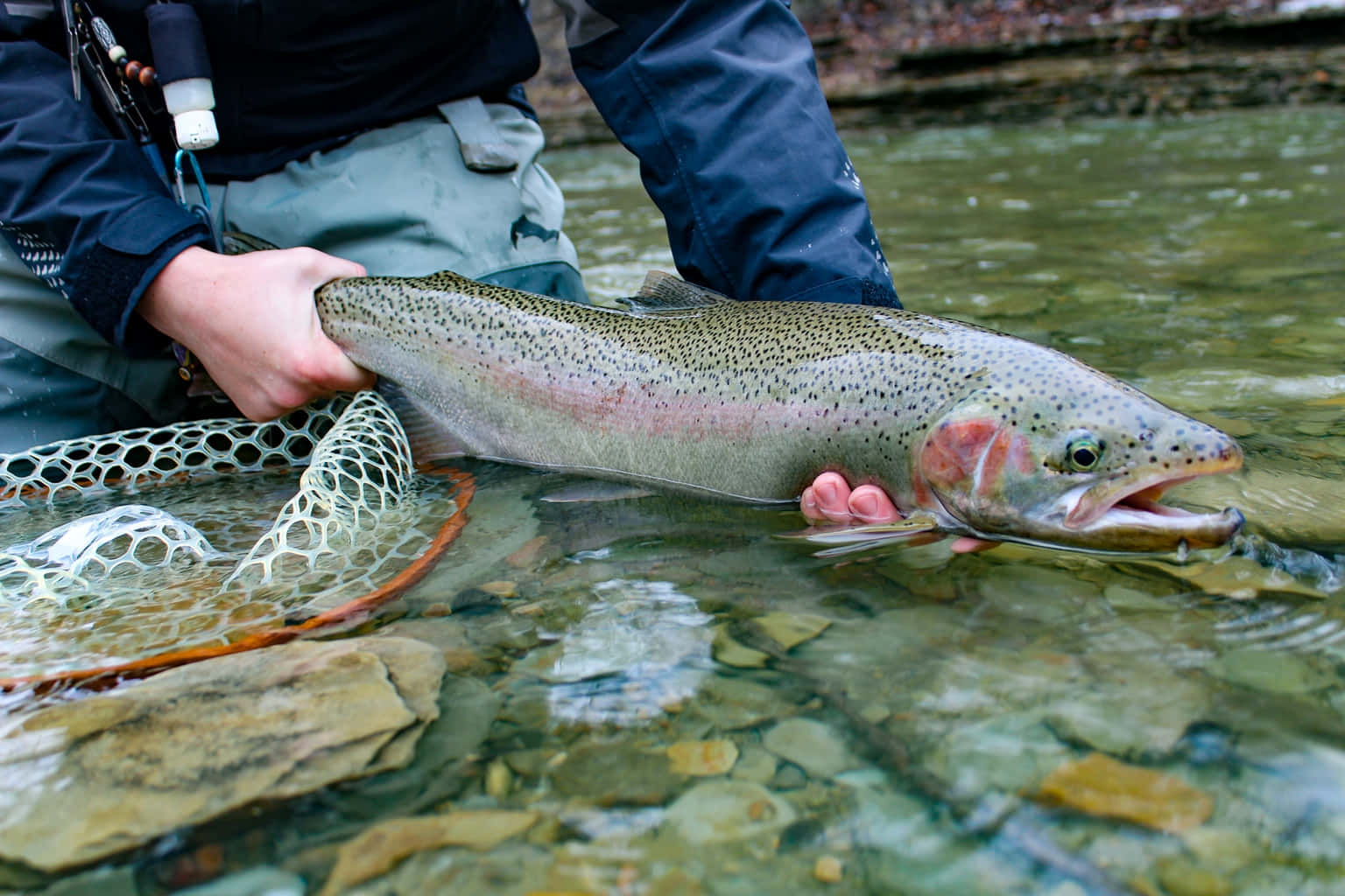 steelhead trout, rainbow trout, clear mountain stream water, HD Desktop Wallpaper
