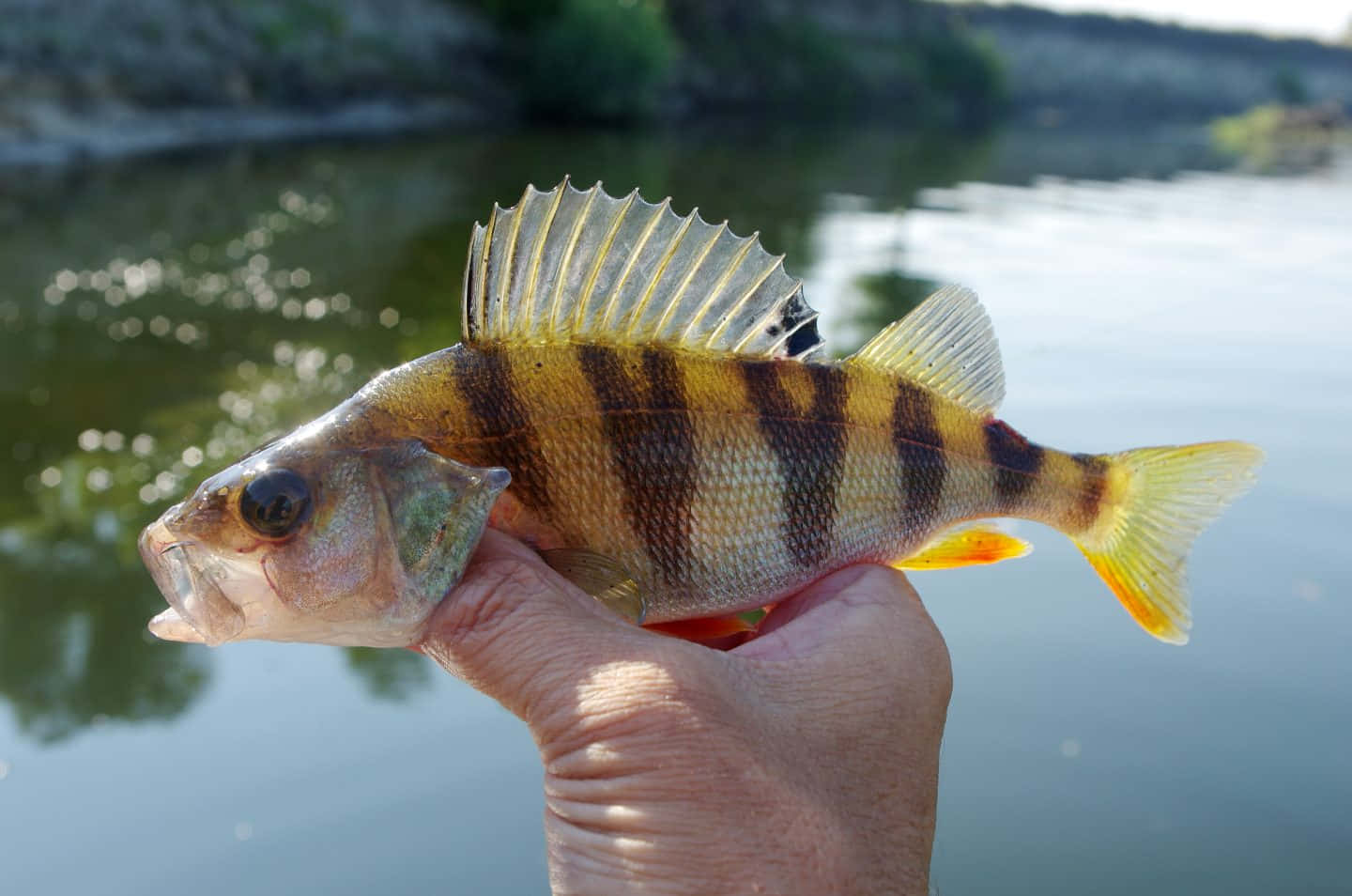 yellow perch, bold black stripes, sunlit river backdrop, HD Desktop Wallpaper
