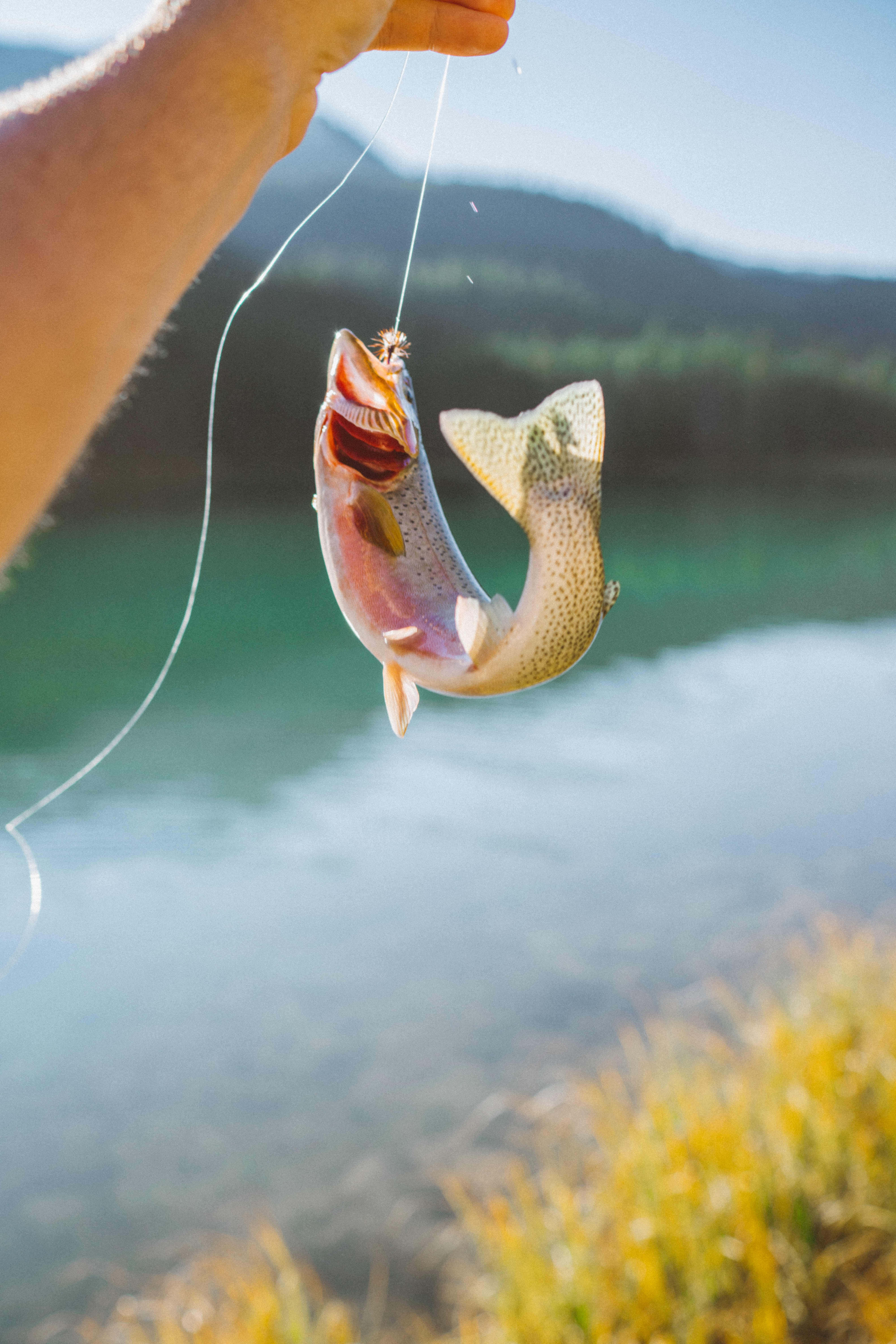 fishing phone, rainbow trout, calm lake, 8K Phone Wallpaper